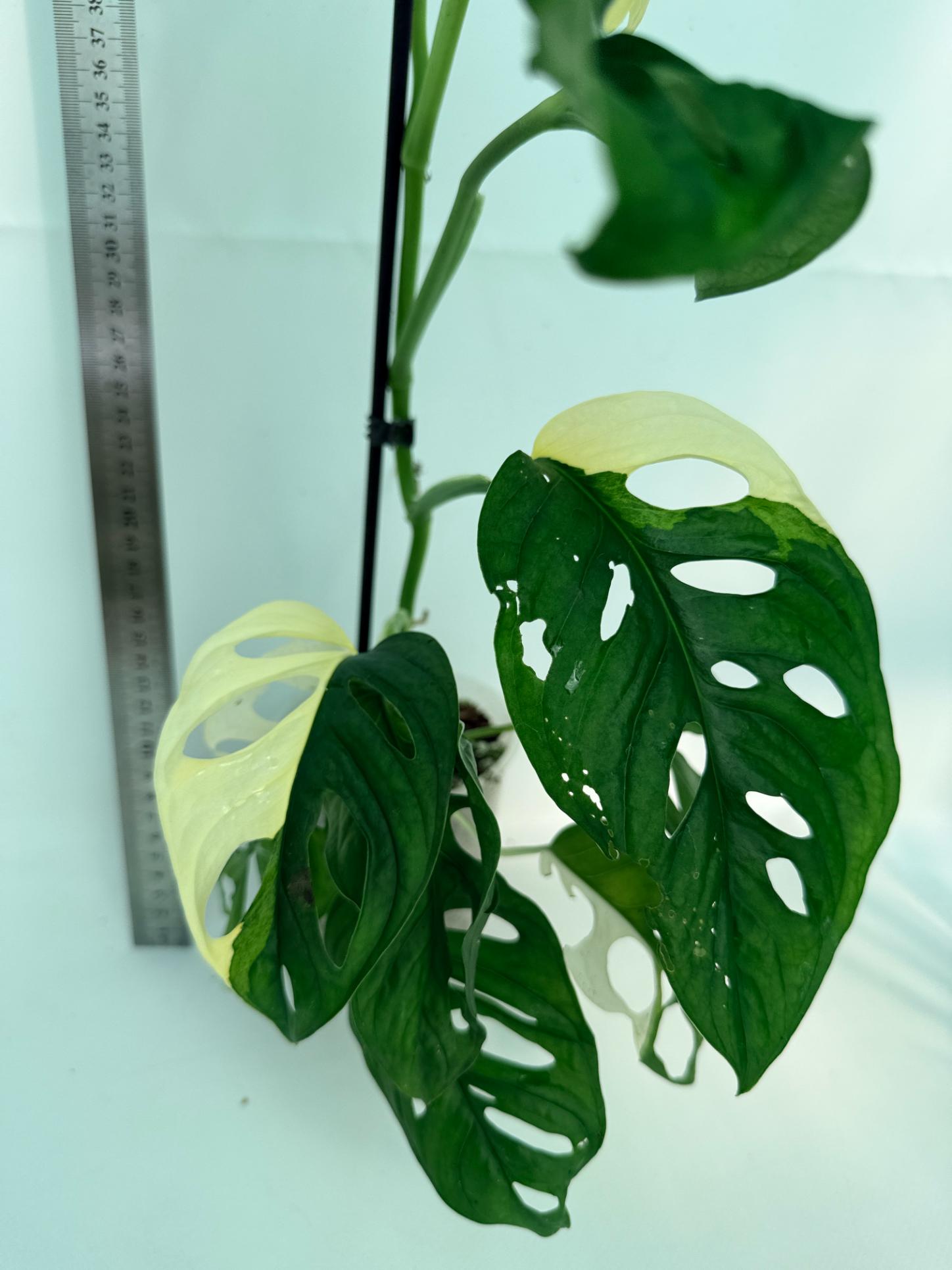 Monstera Adansonii Variegata 3