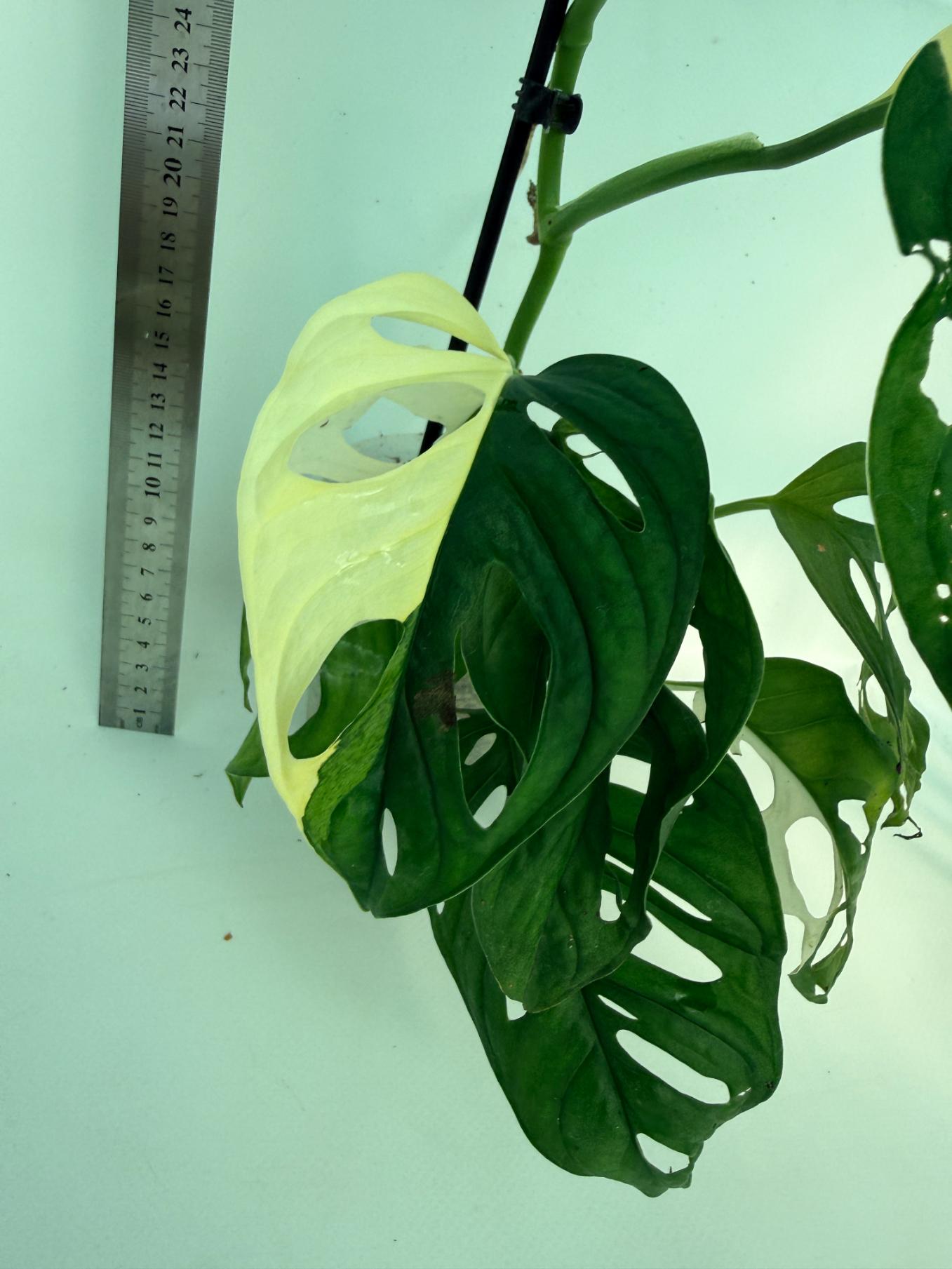 Monstera Adansonii Variegata 2