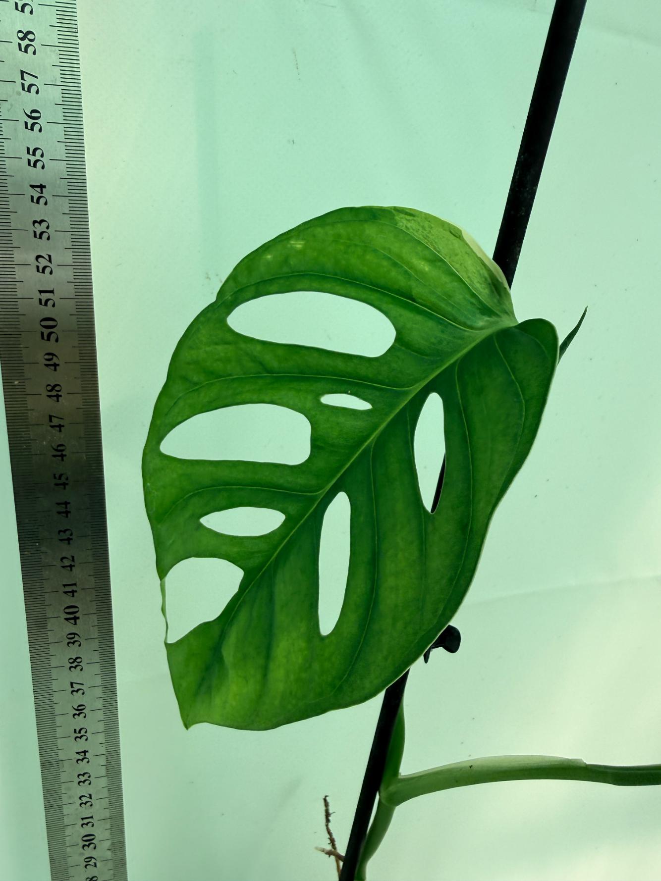 Monstera Adansonii Variegata 5