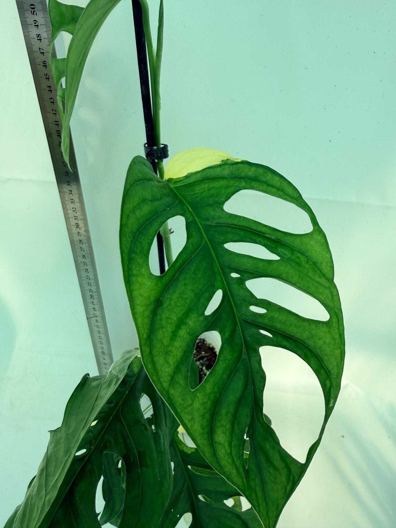 Monstera Adansonii Variegata 6