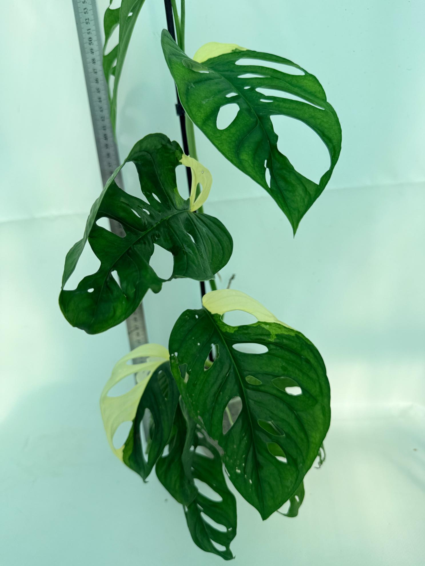 Monstera Adansonii Variegata 7