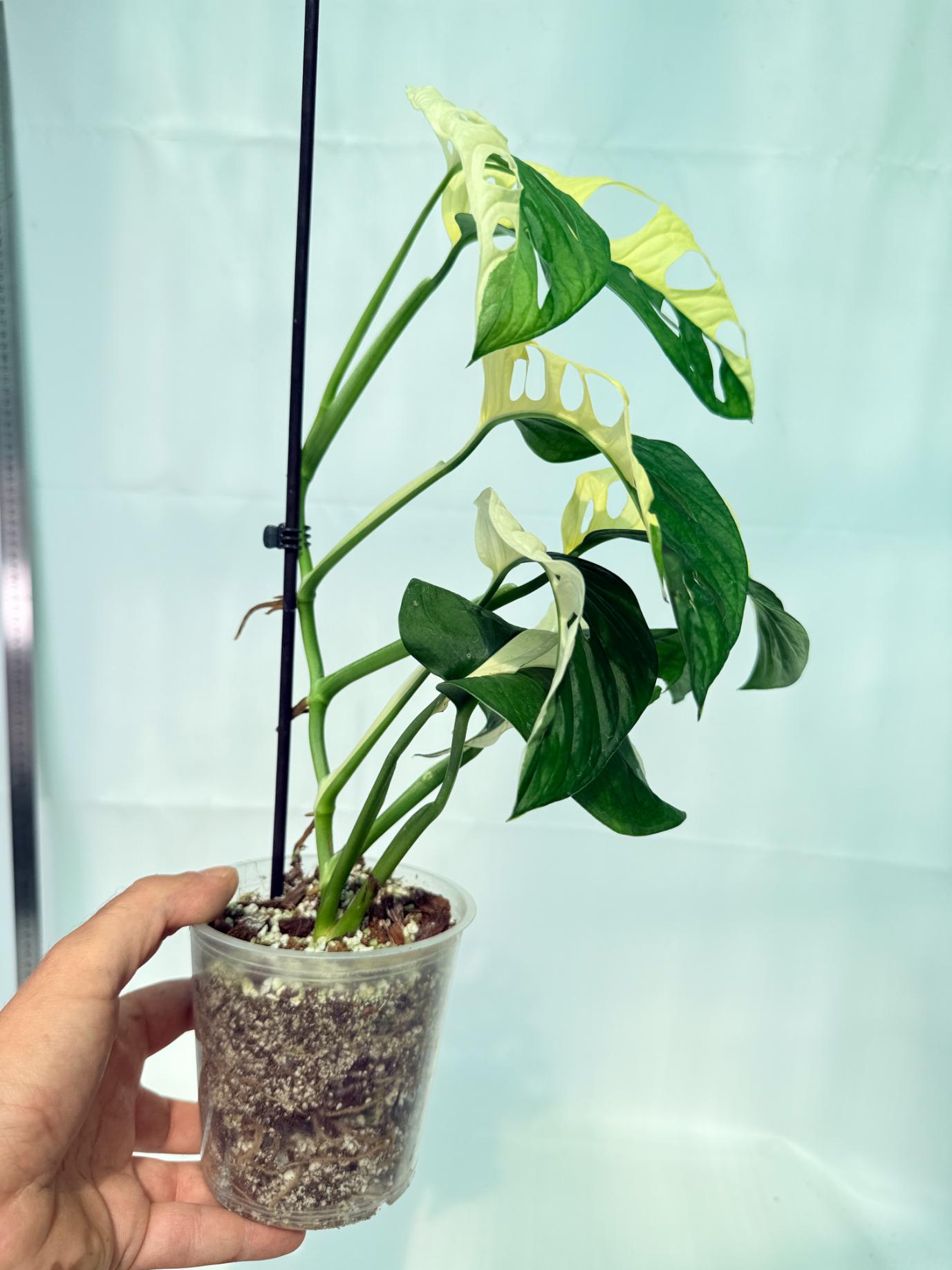 Monstera Adansonii Variegata 9