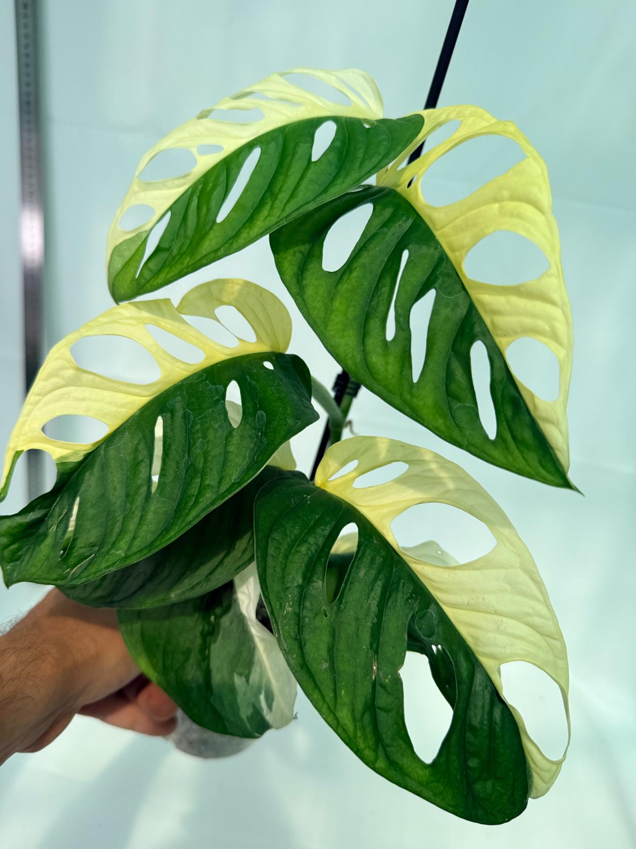 Monstera Adansonii Variegata 8
