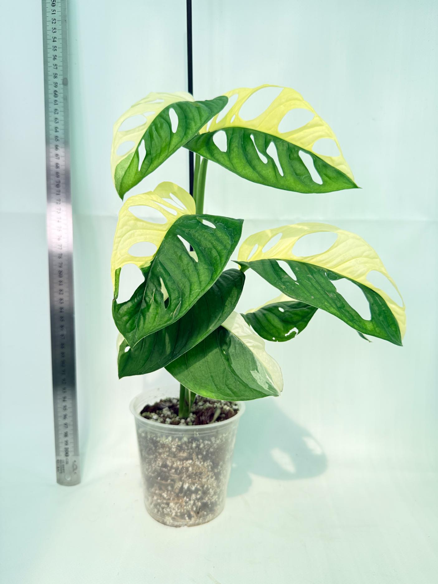 Monstera Adansonii Variegata 1
