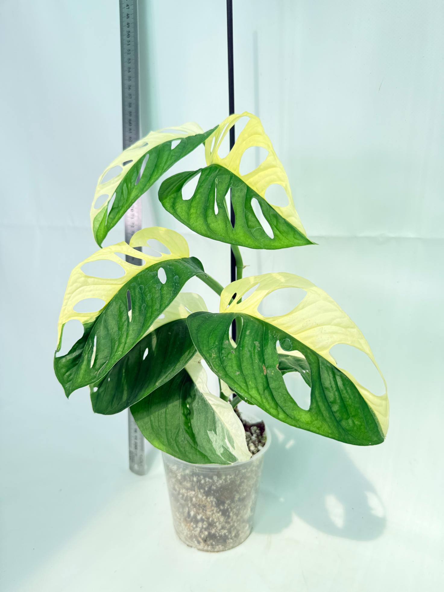 Monstera Adansonii Variegata 3