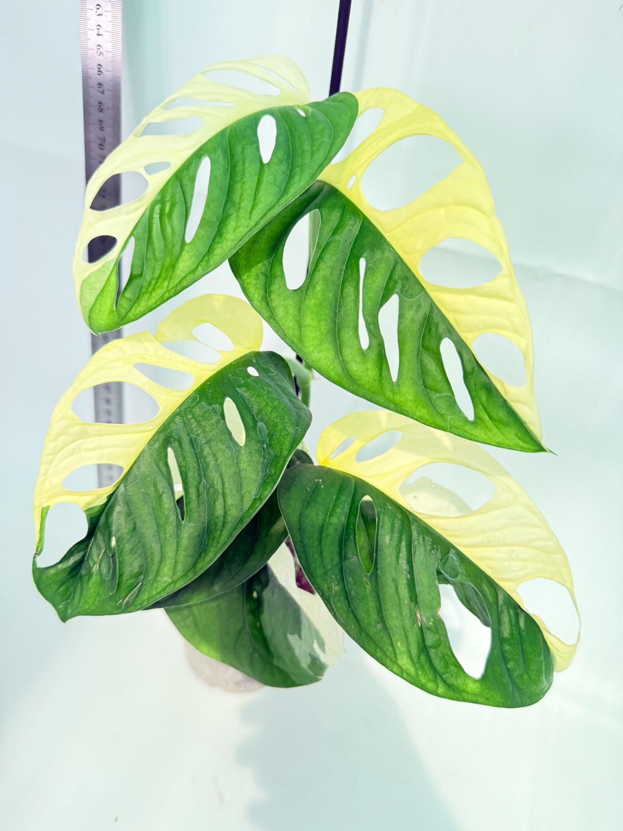 Monstera Adansonii Variegata 4