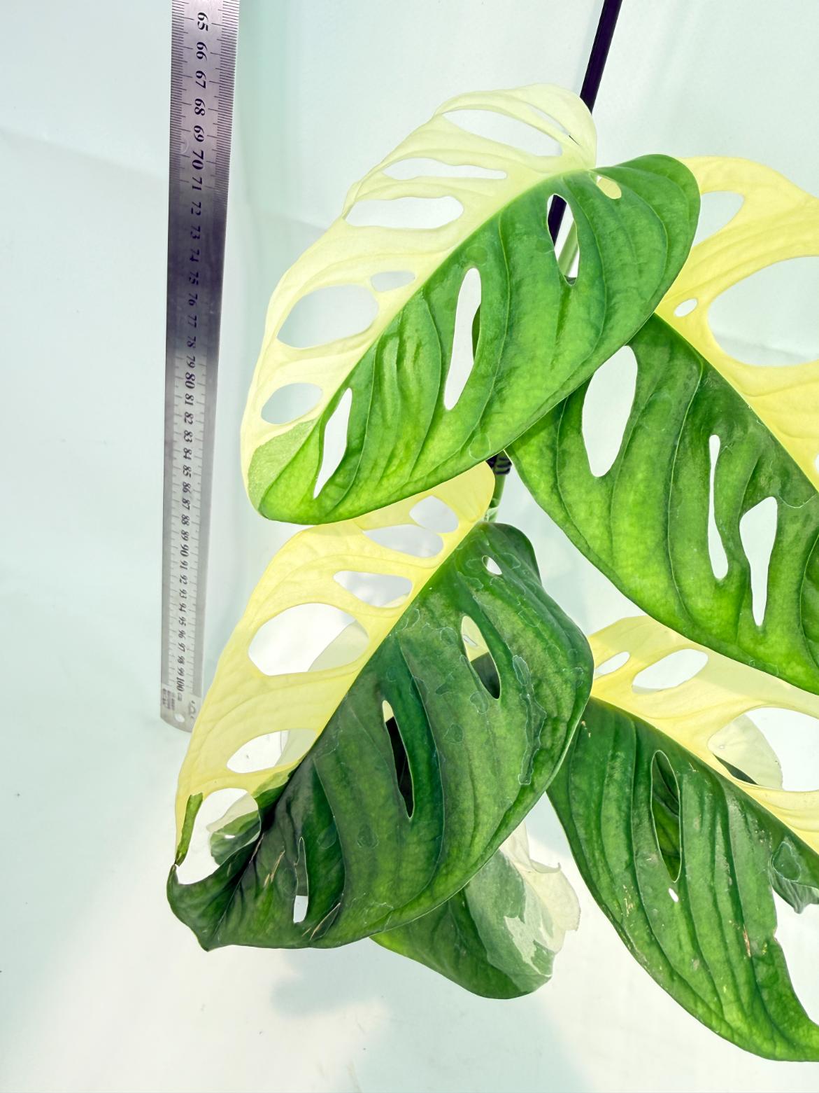 Monstera Adansonii Variegata 5
