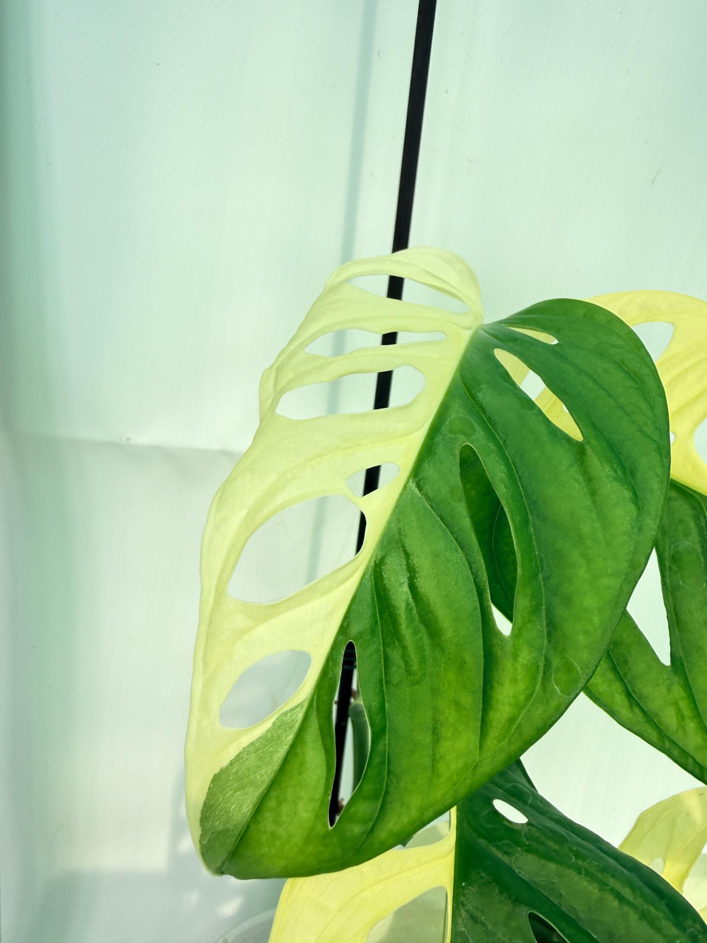 Monstera Adansonii Variegata 6