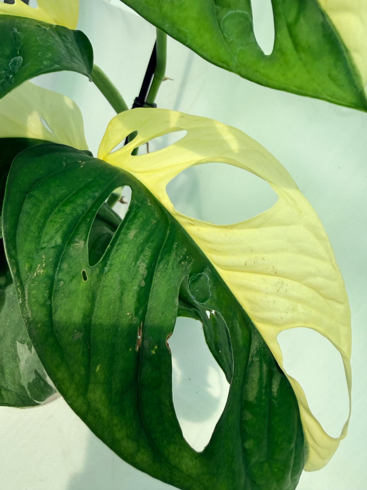 Monstera Adansonii Variegata 7