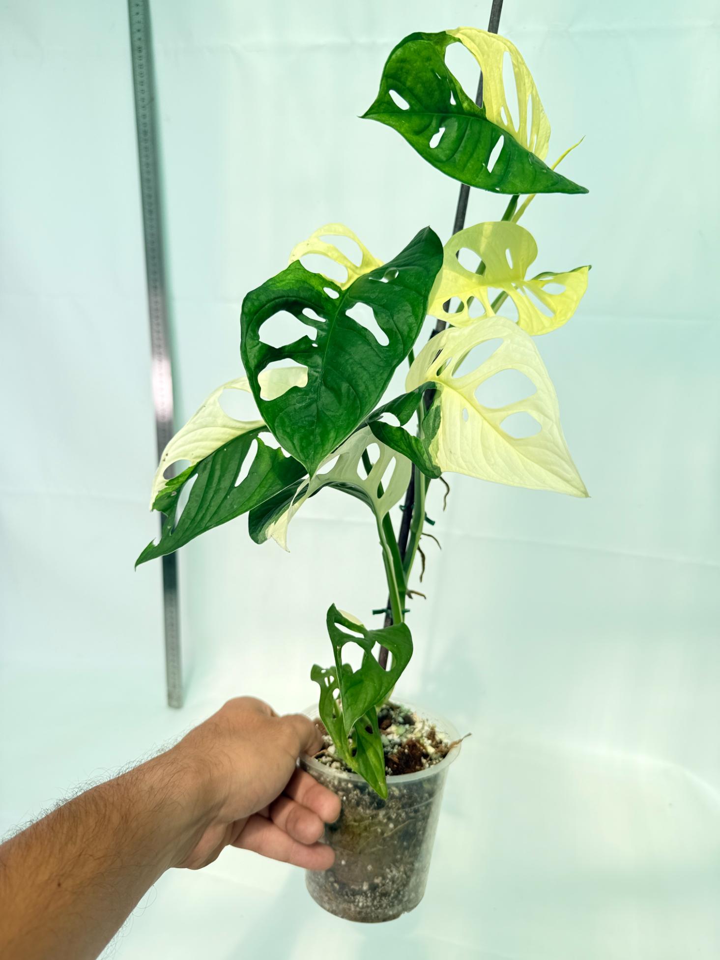 Monstera Adansonii Variegata 5