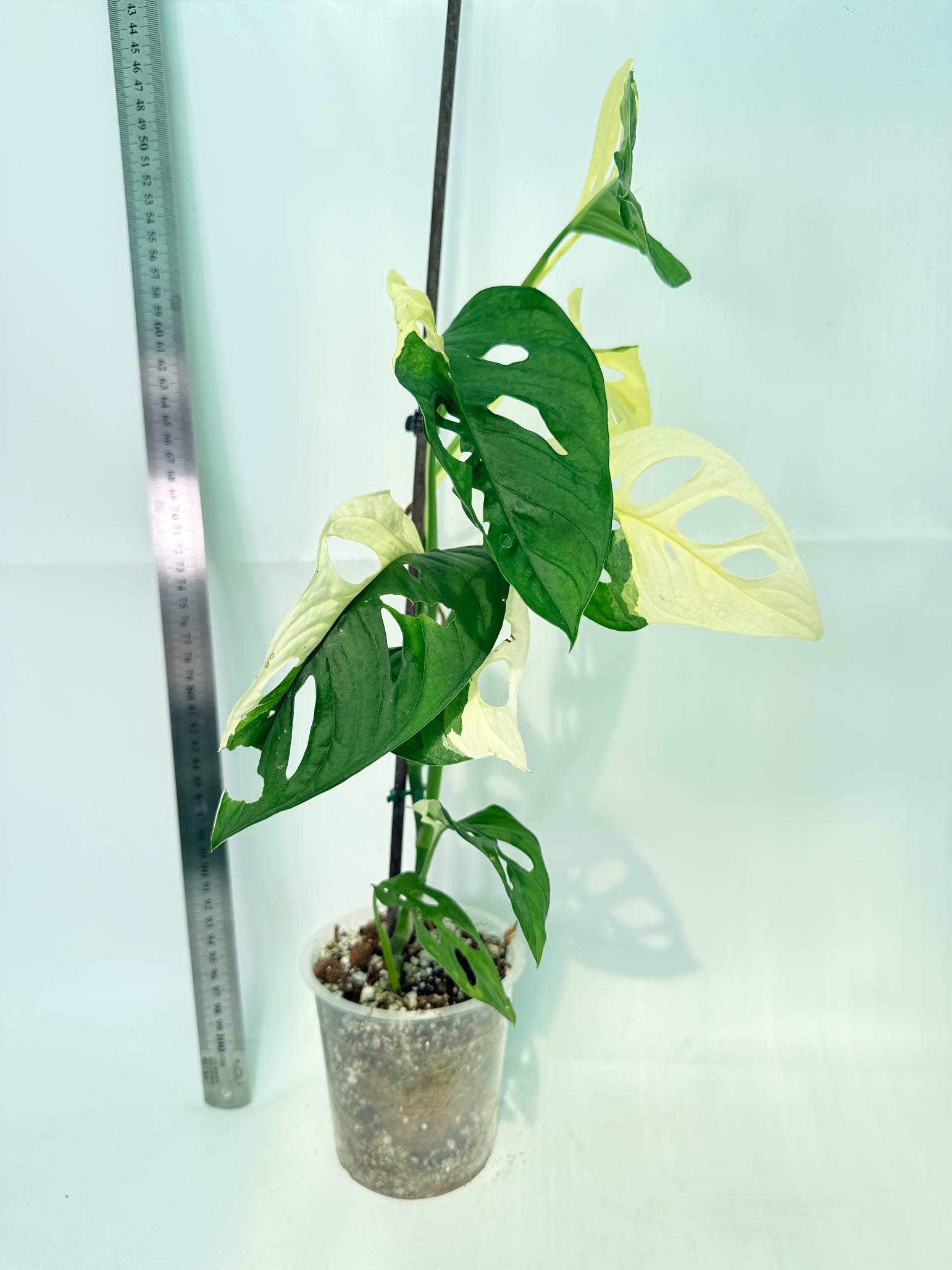 Monstera Adansonii Variegata 9