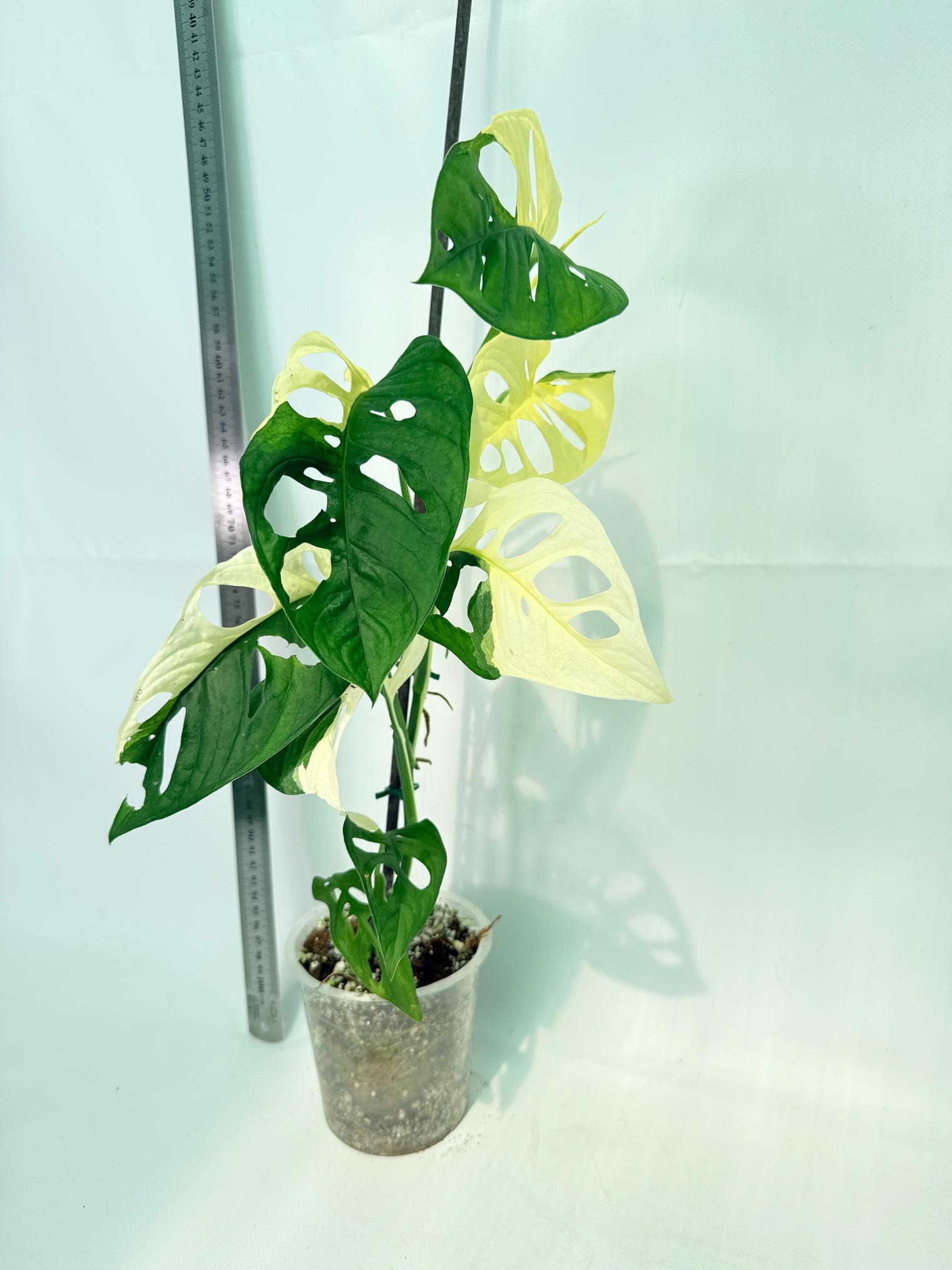 Monstera Adansonii Variegata 4