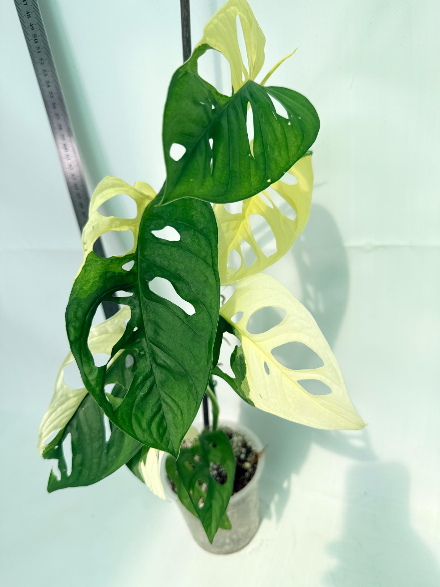 Monstera Adansonii Variegata 1