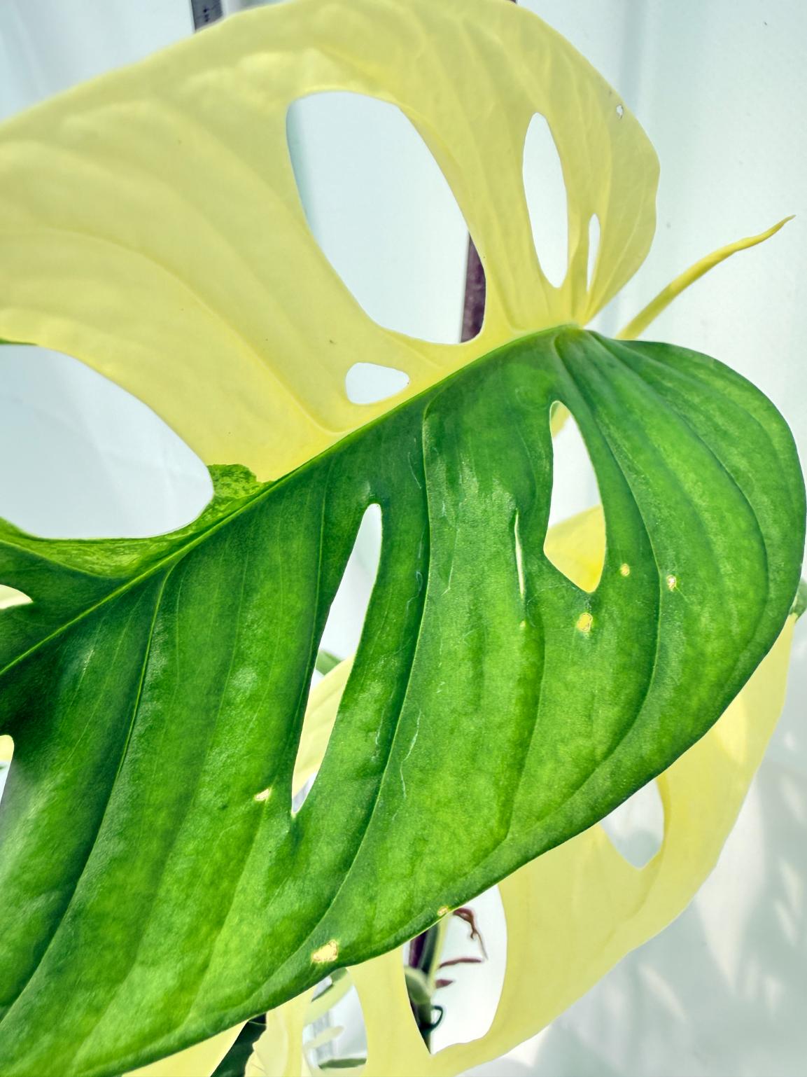 Monstera Adansonii Variegata 6