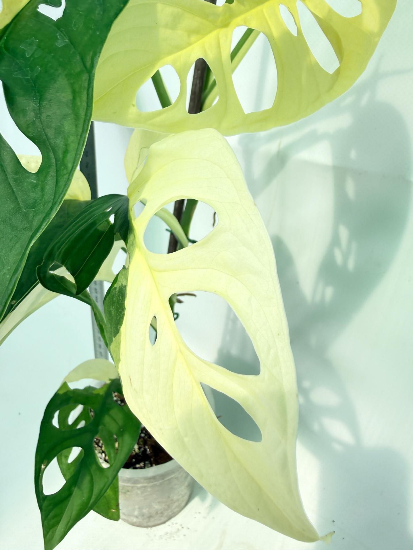 Monstera Adansonii Variegata 7