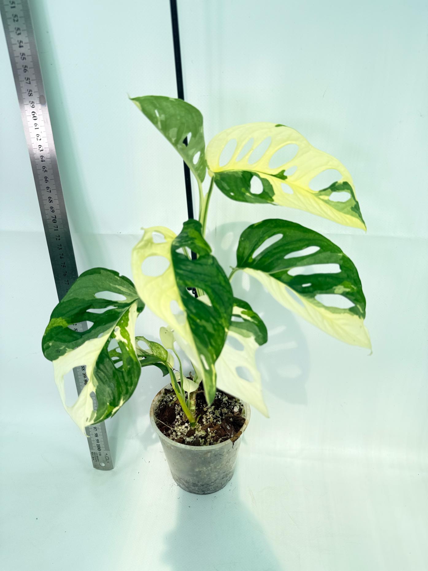 Monstera Adansonii Variegata 3