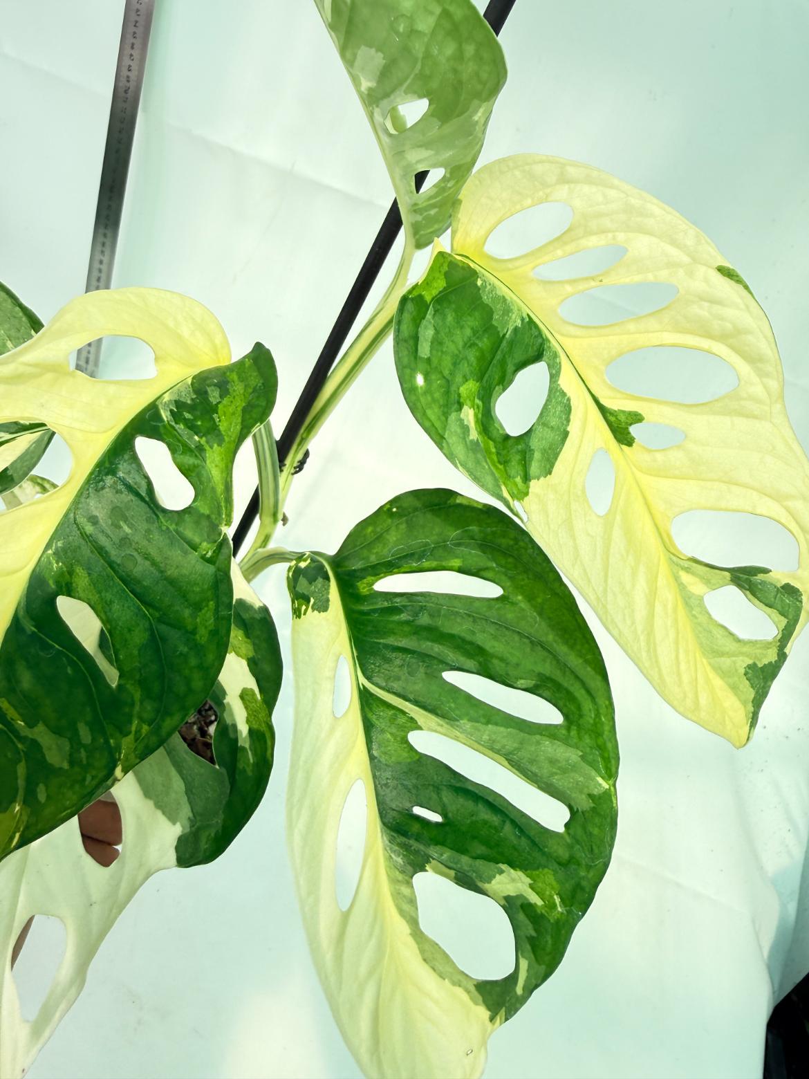 Monstera Adansonii Variegata 11