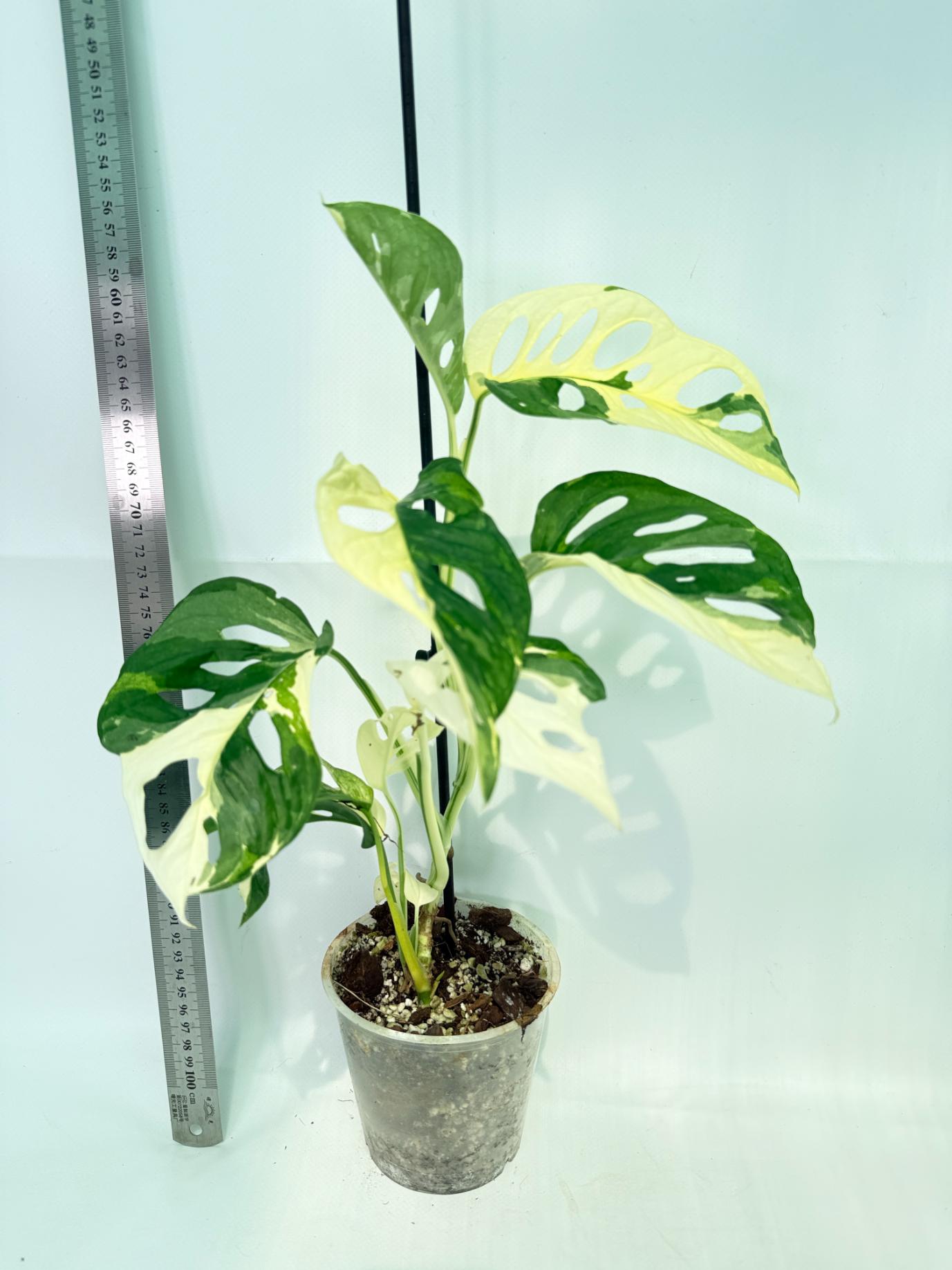 Monstera Adansonii Variegata 1