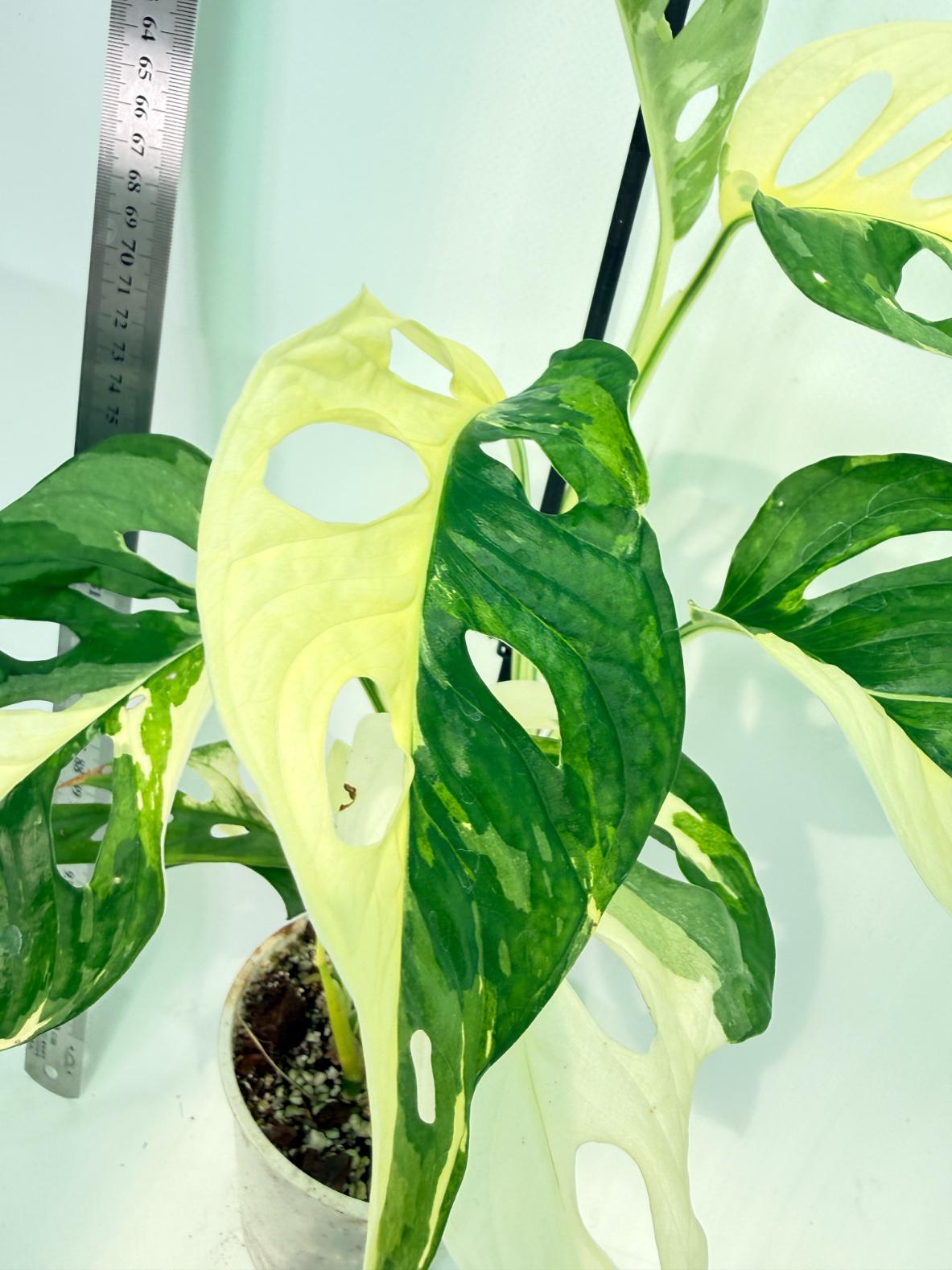 Monstera Adansonii Variegata 4