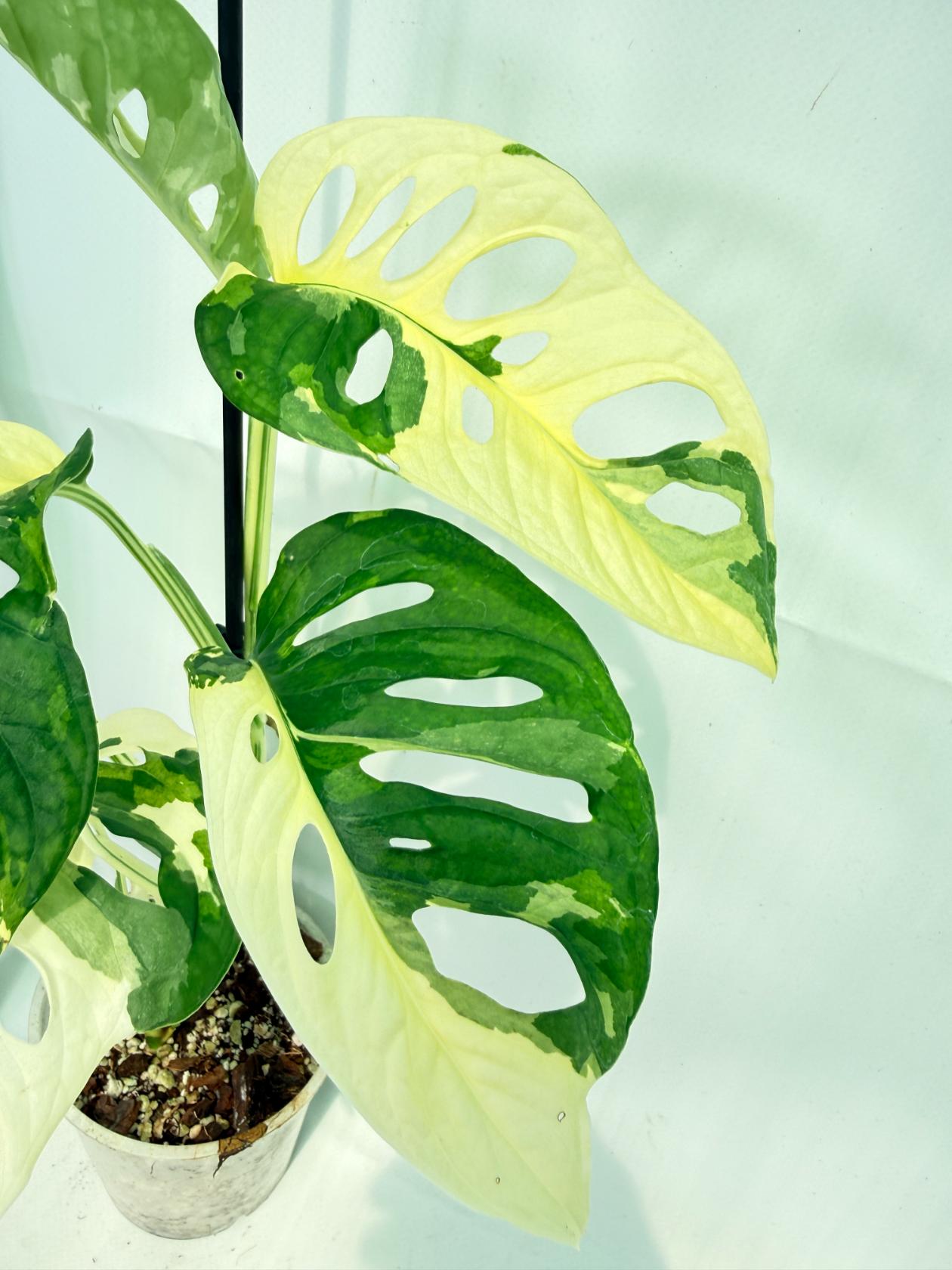 Monstera Adansonii Variegata 5