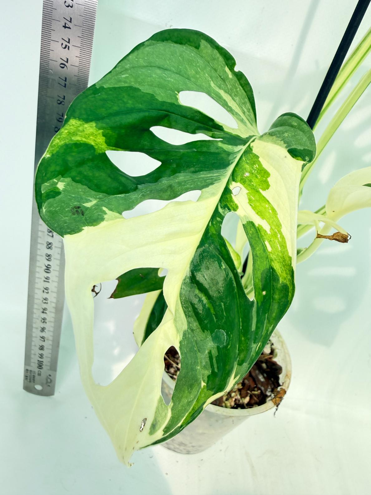 Monstera Adansonii Variegata 6