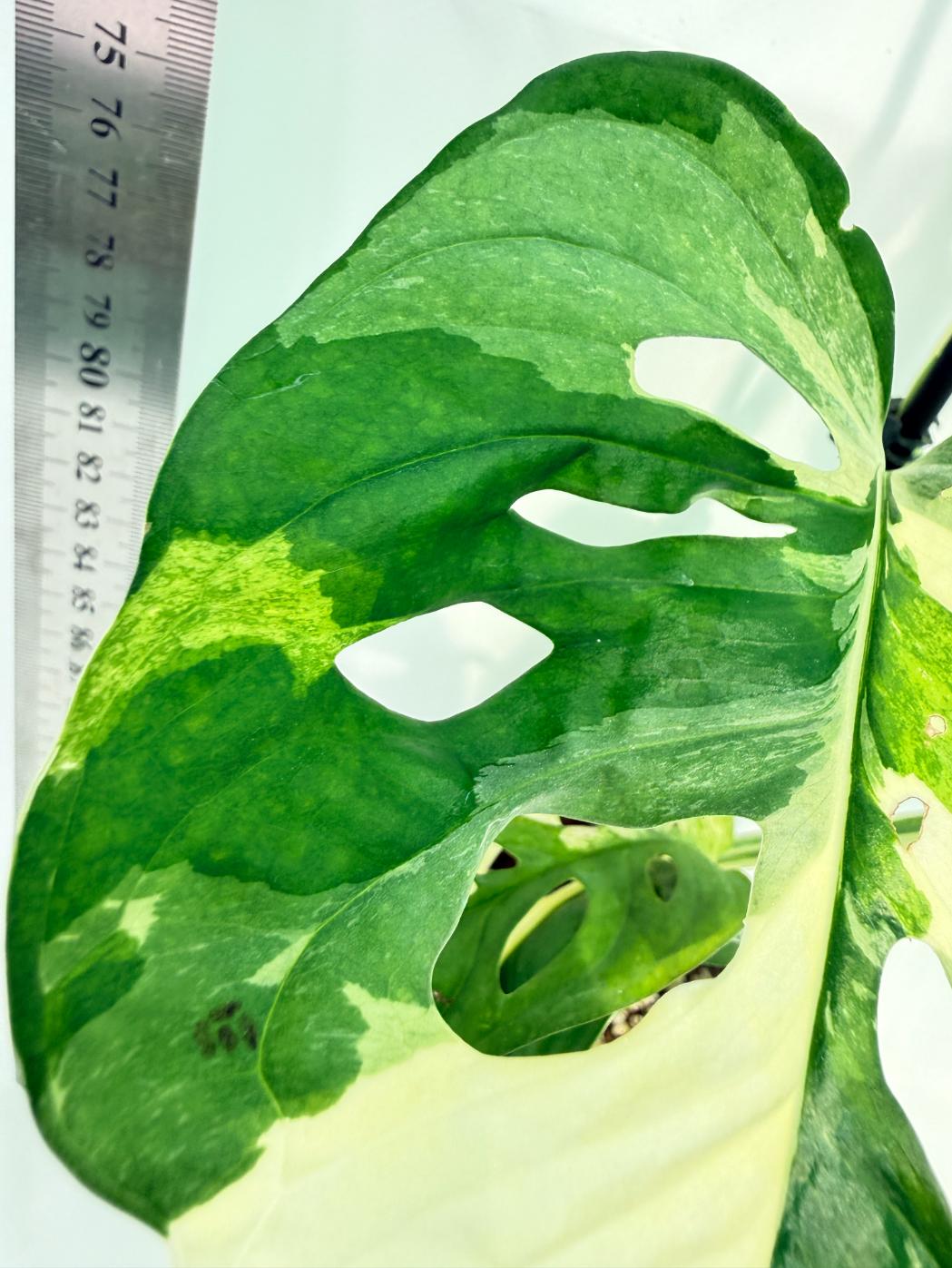 Monstera Adansonii Variegata 7
