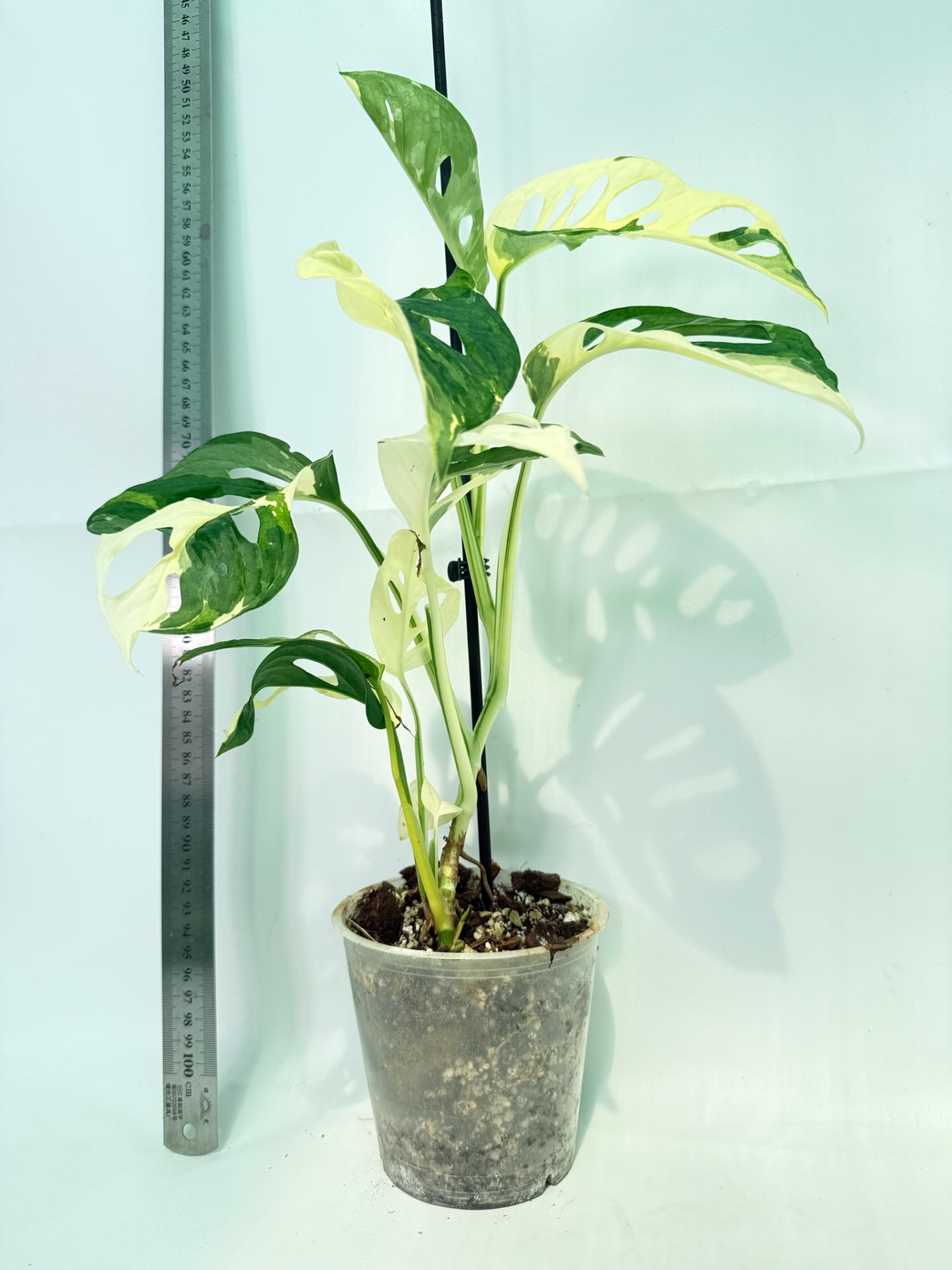 Monstera Adansonii Variegata 8