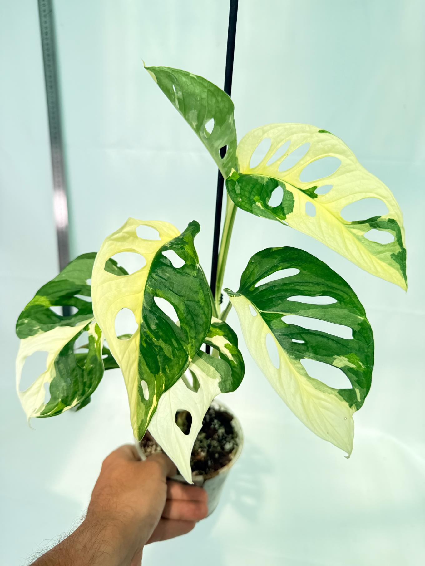Monstera Adansonii Variegata 9