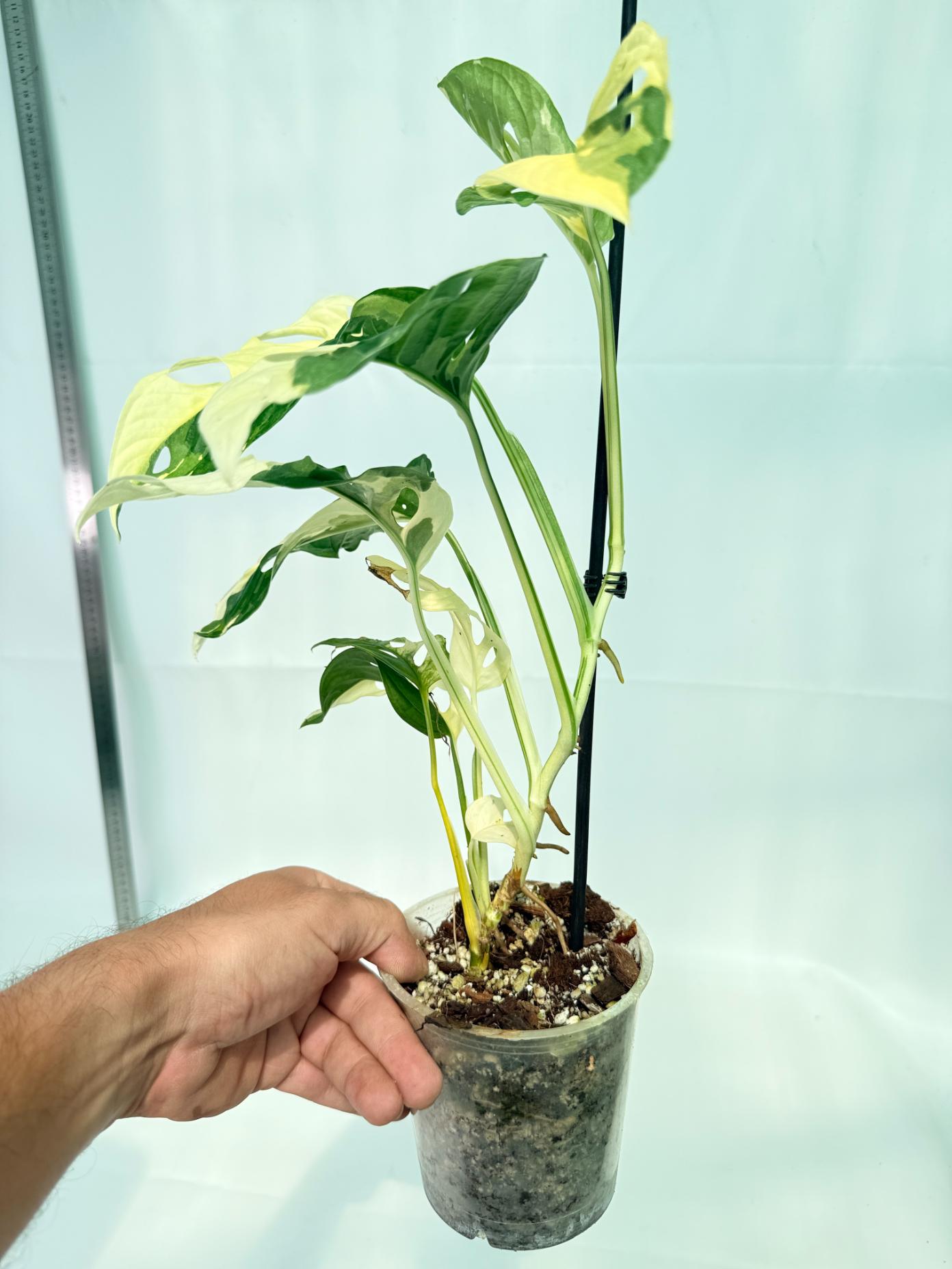 Monstera Adansonii Variegata 10
