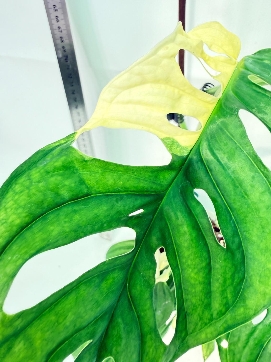 Monstera Adansonii Variegata 8