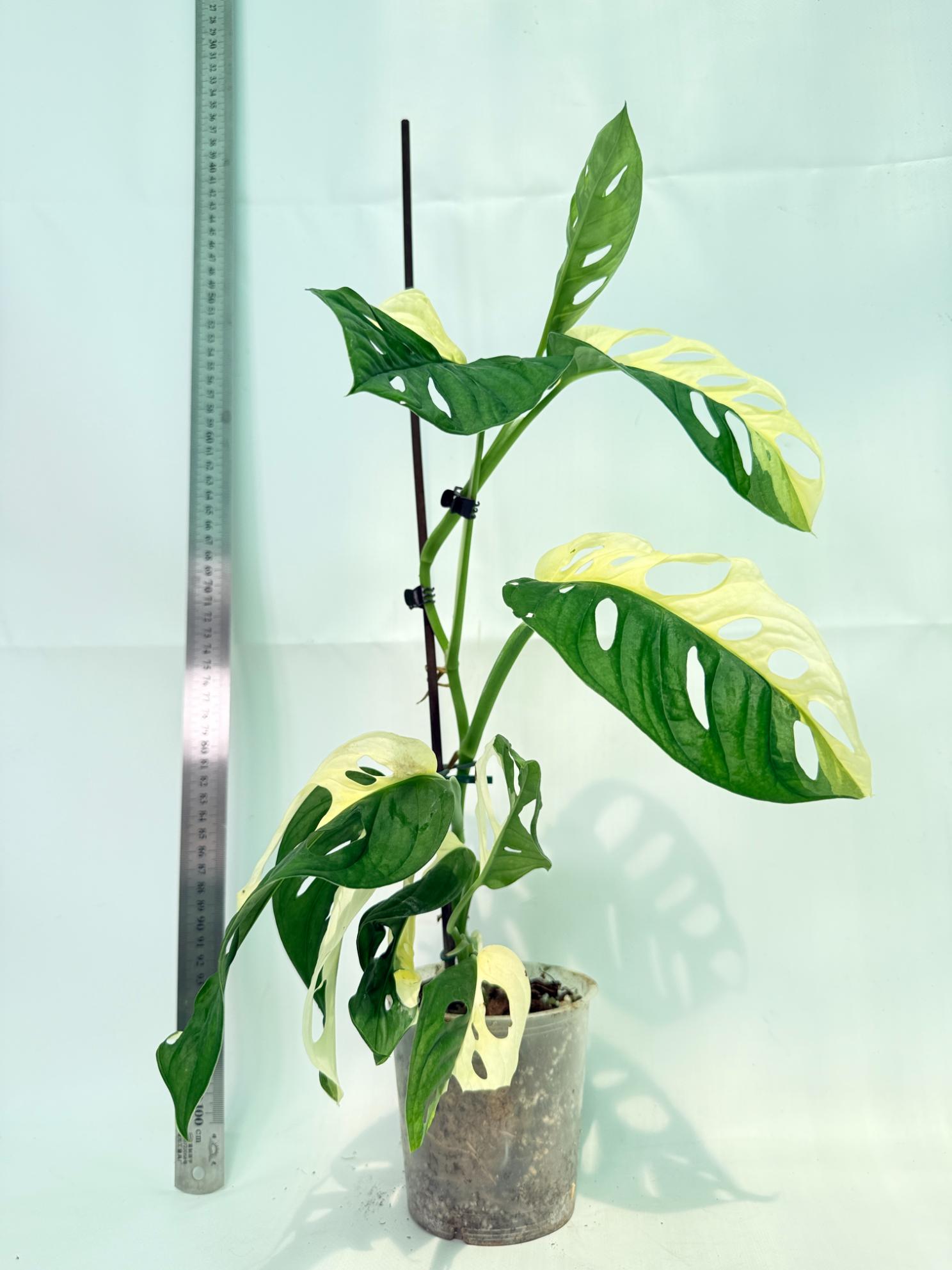 Monstera Adansonii Variegata 9