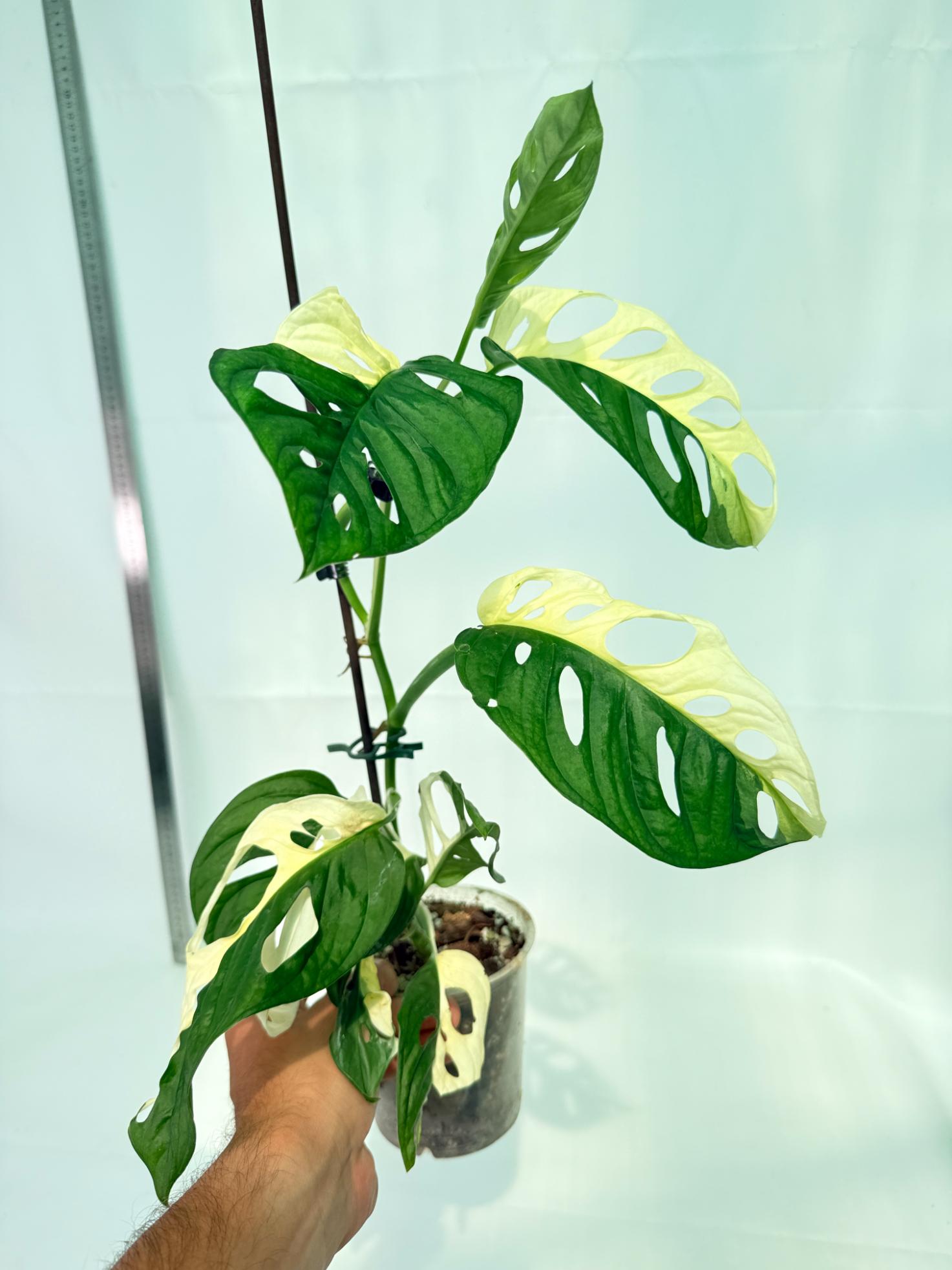 Monstera Adansonii Variegata 5