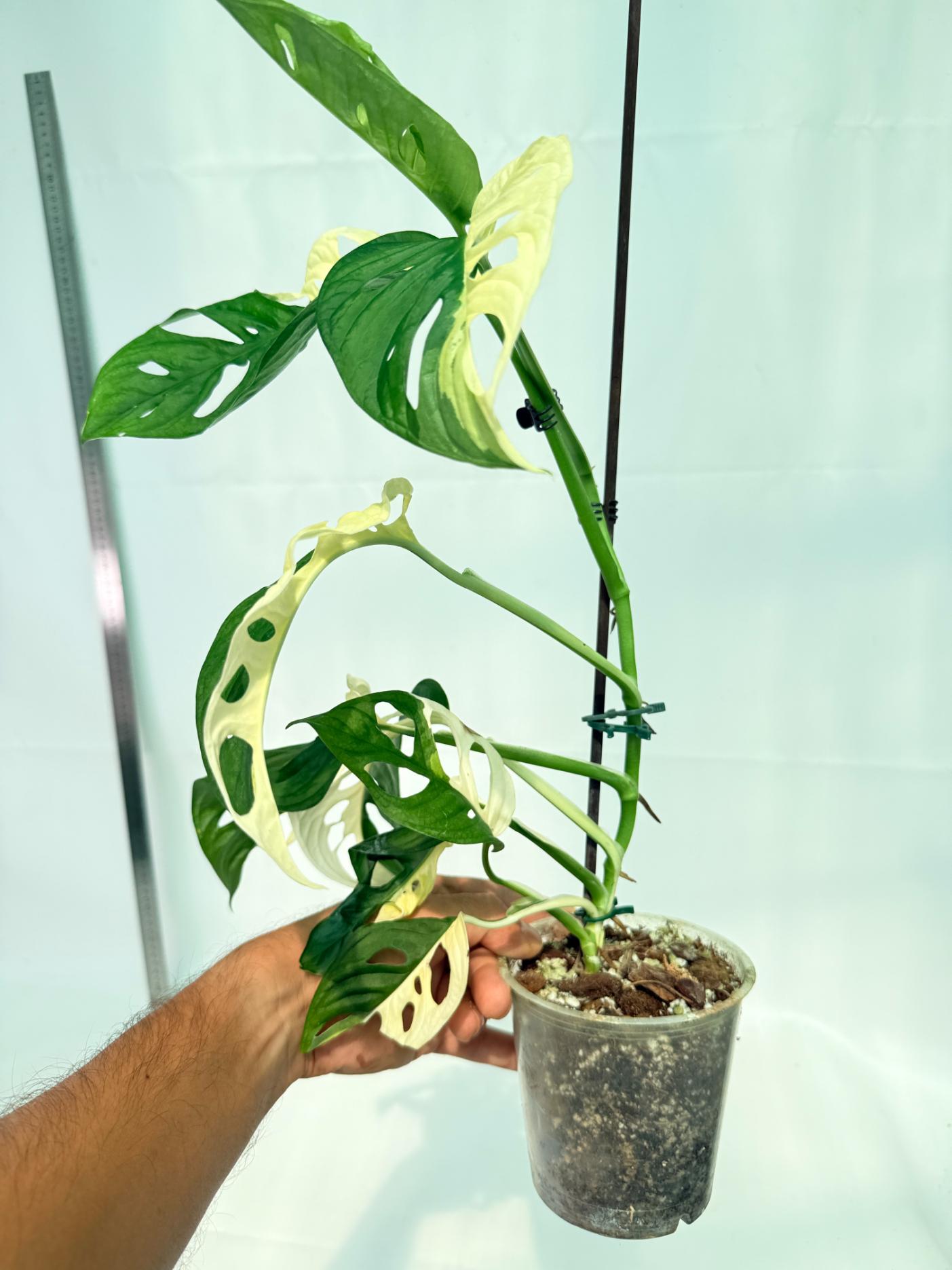 Monstera Adansonii Variegata 10