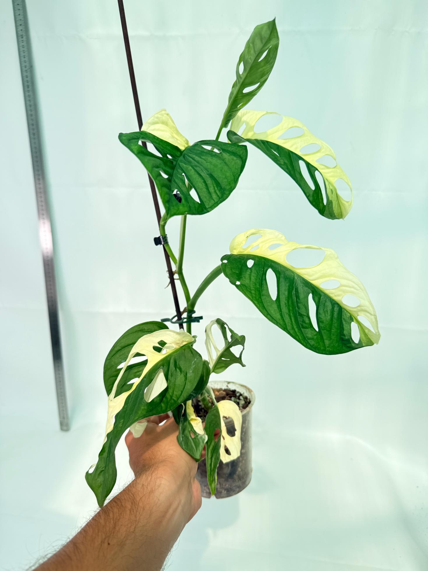 Monstera Adansonii Variegata 11