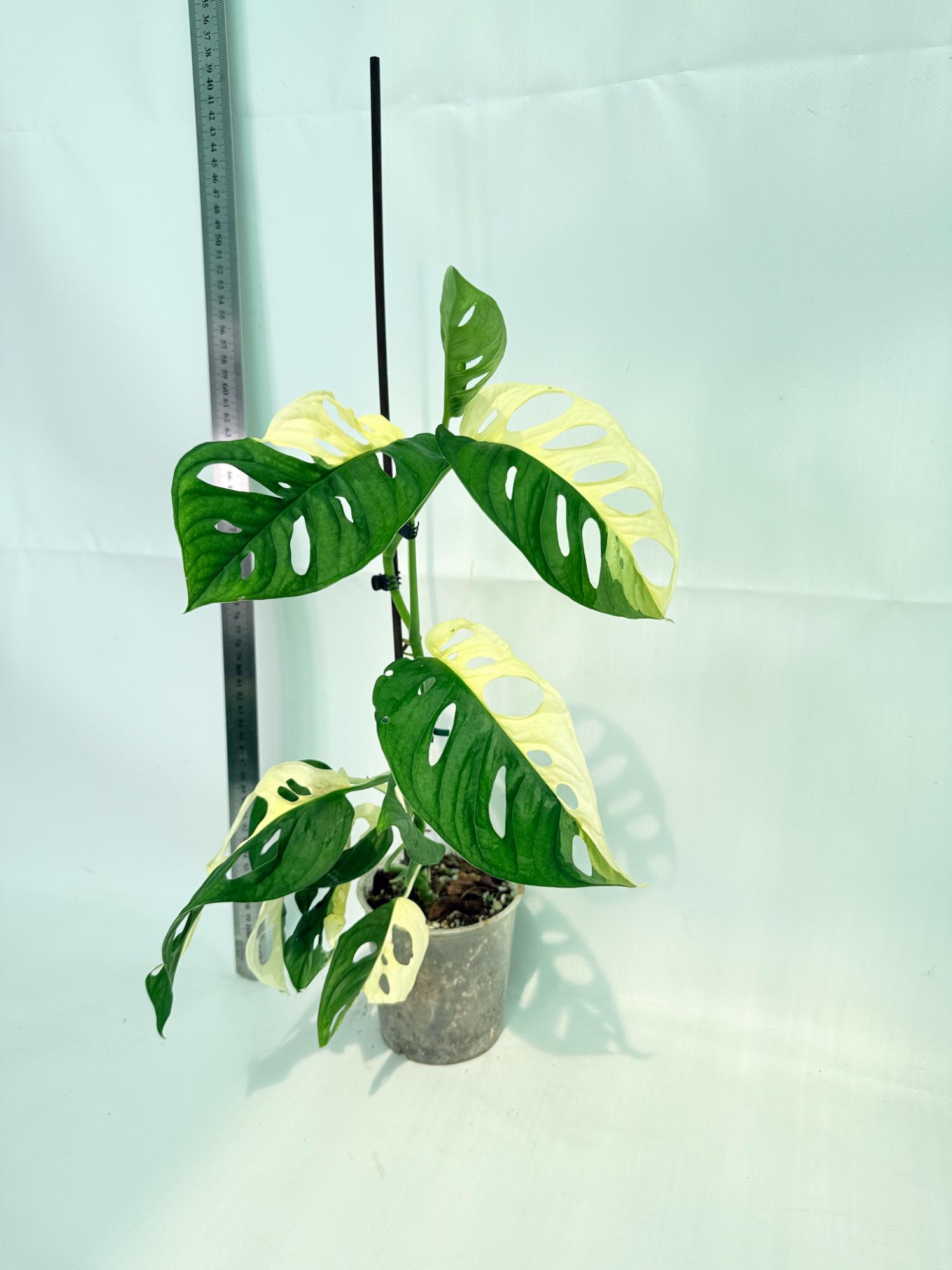 Monstera Adansonii Variegata 7