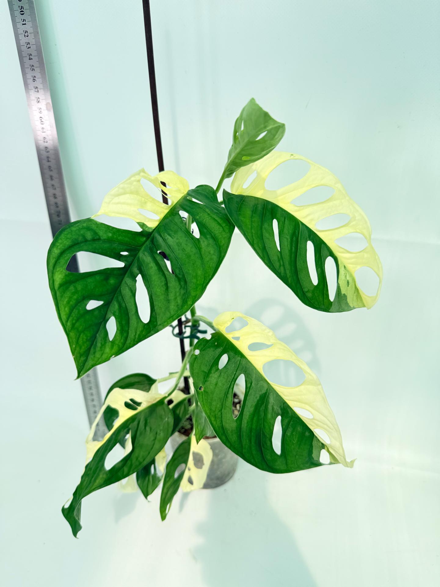 Monstera Adansonii Variegata 1