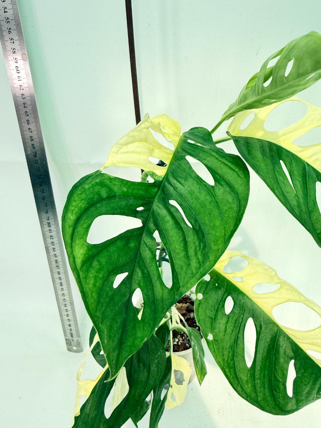 Monstera Adansonii Variegata 3