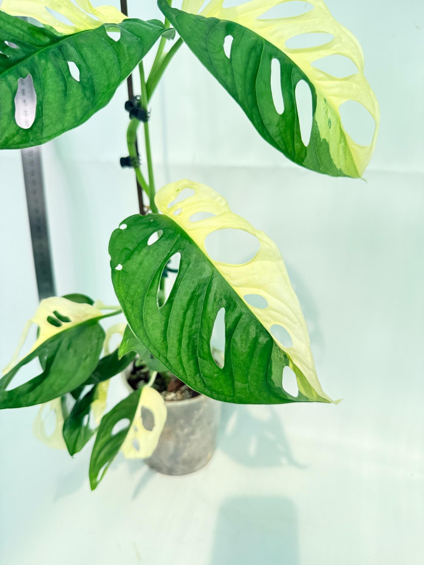 Monstera Adansonii Variegata 4