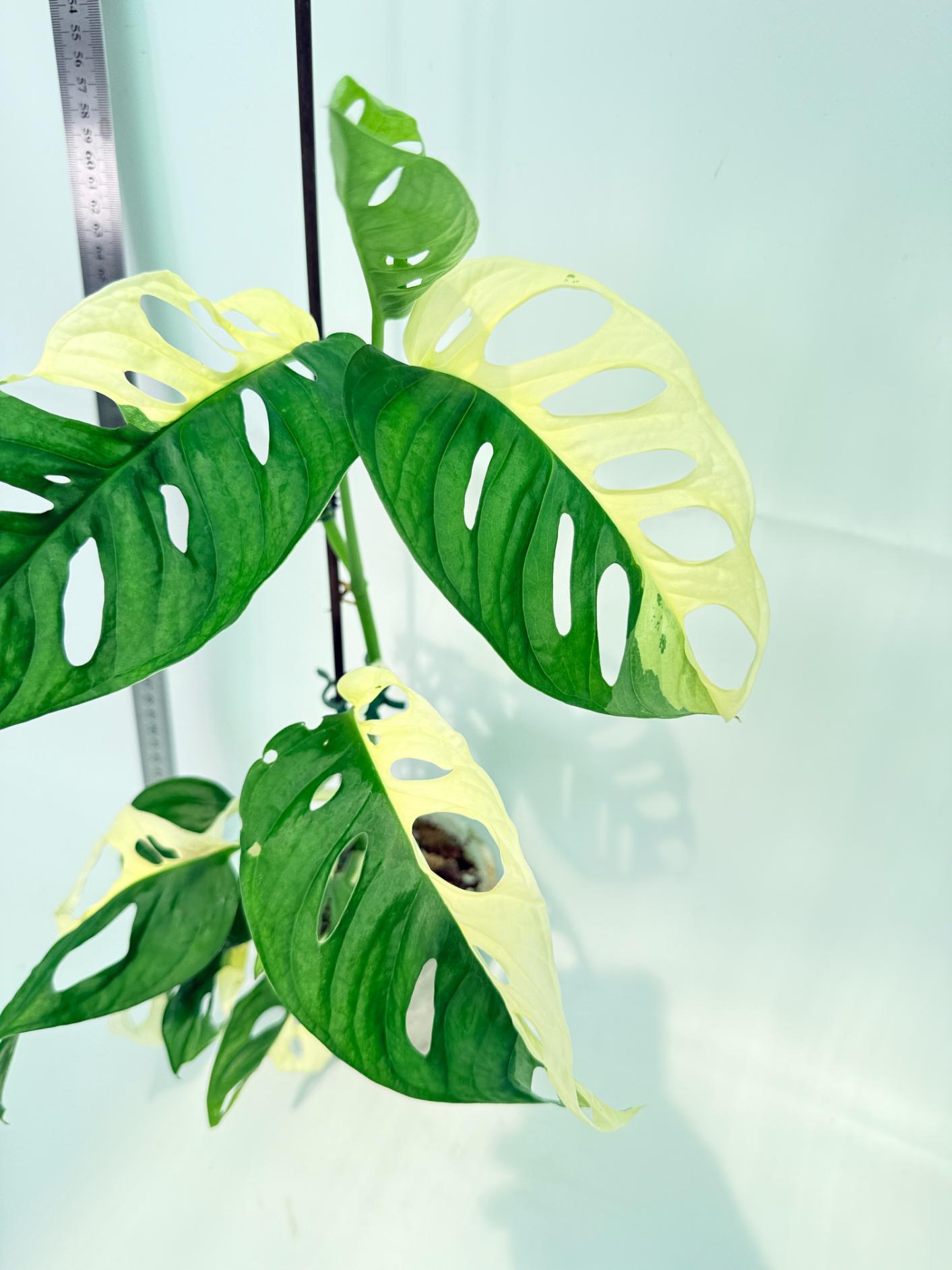 Monstera Adansonii Variegata 2