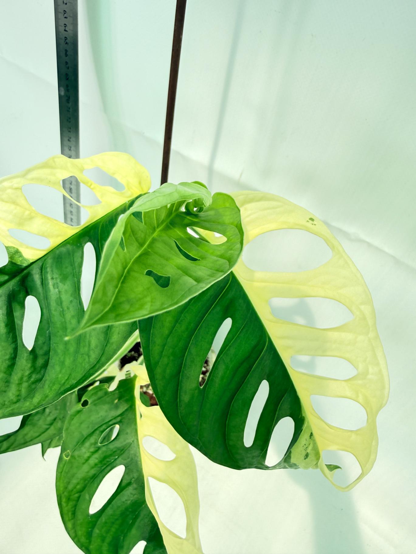 Monstera Adansonii Variegata 12