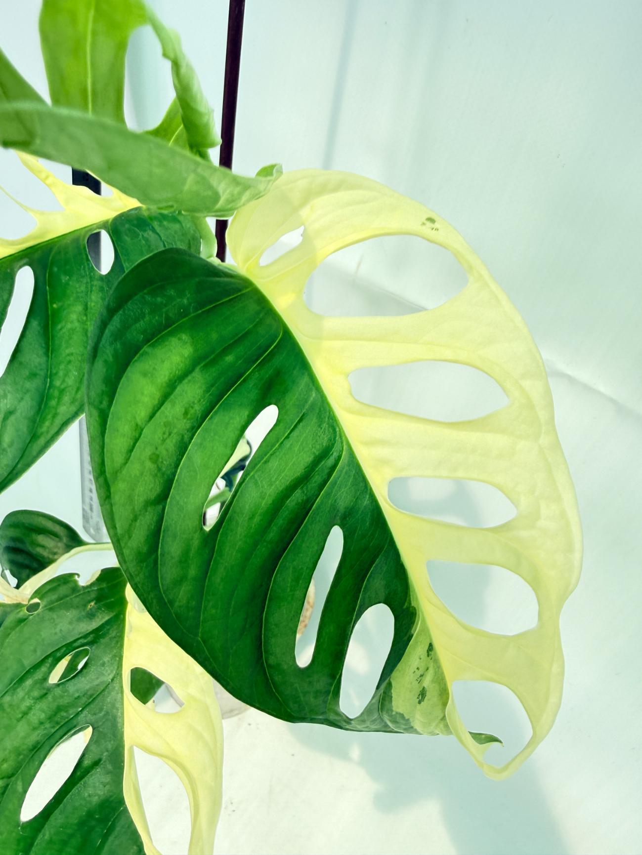 Monstera Adansonii Variegata 6
