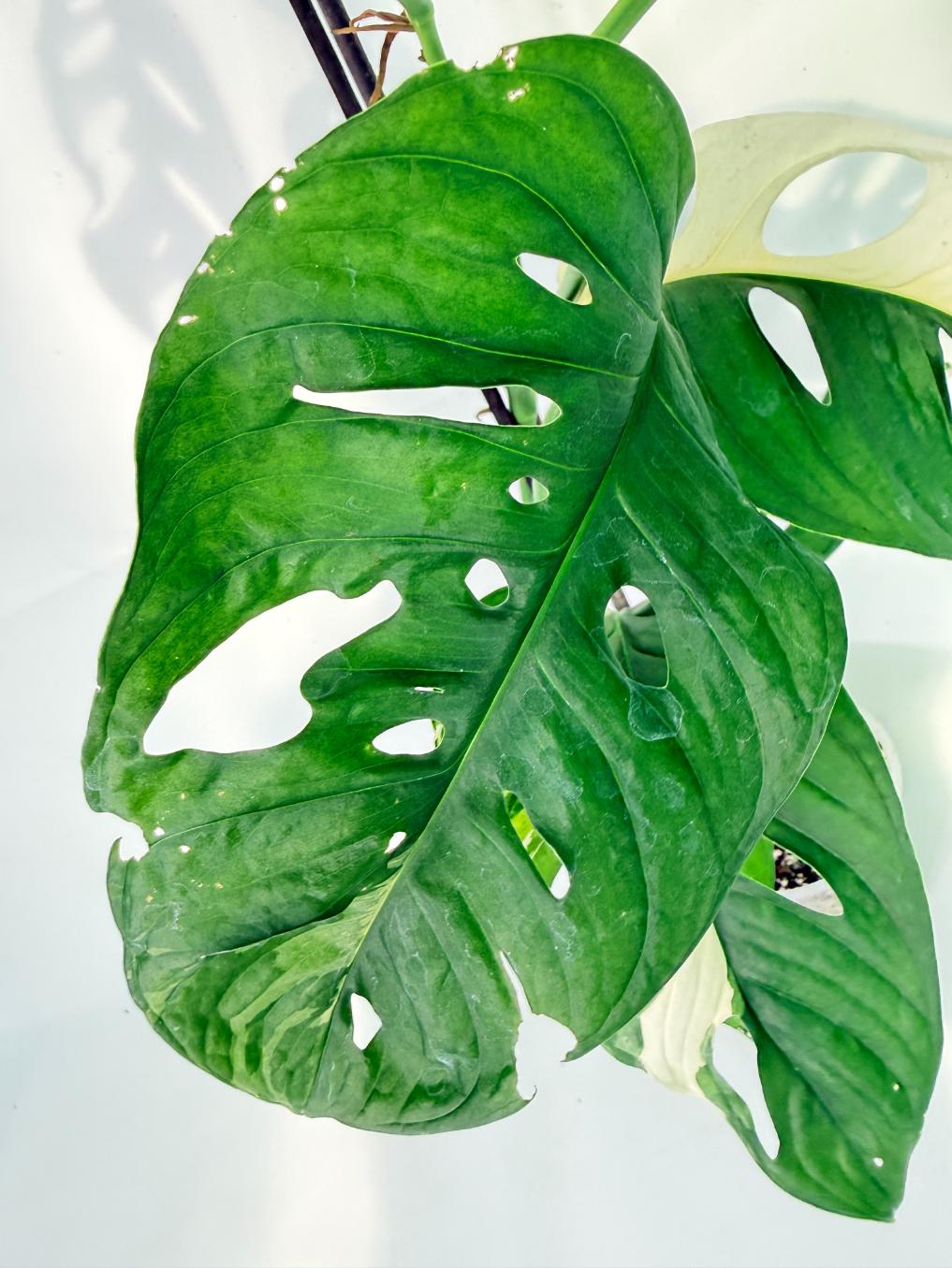 Monstera Adansonii Variegata07