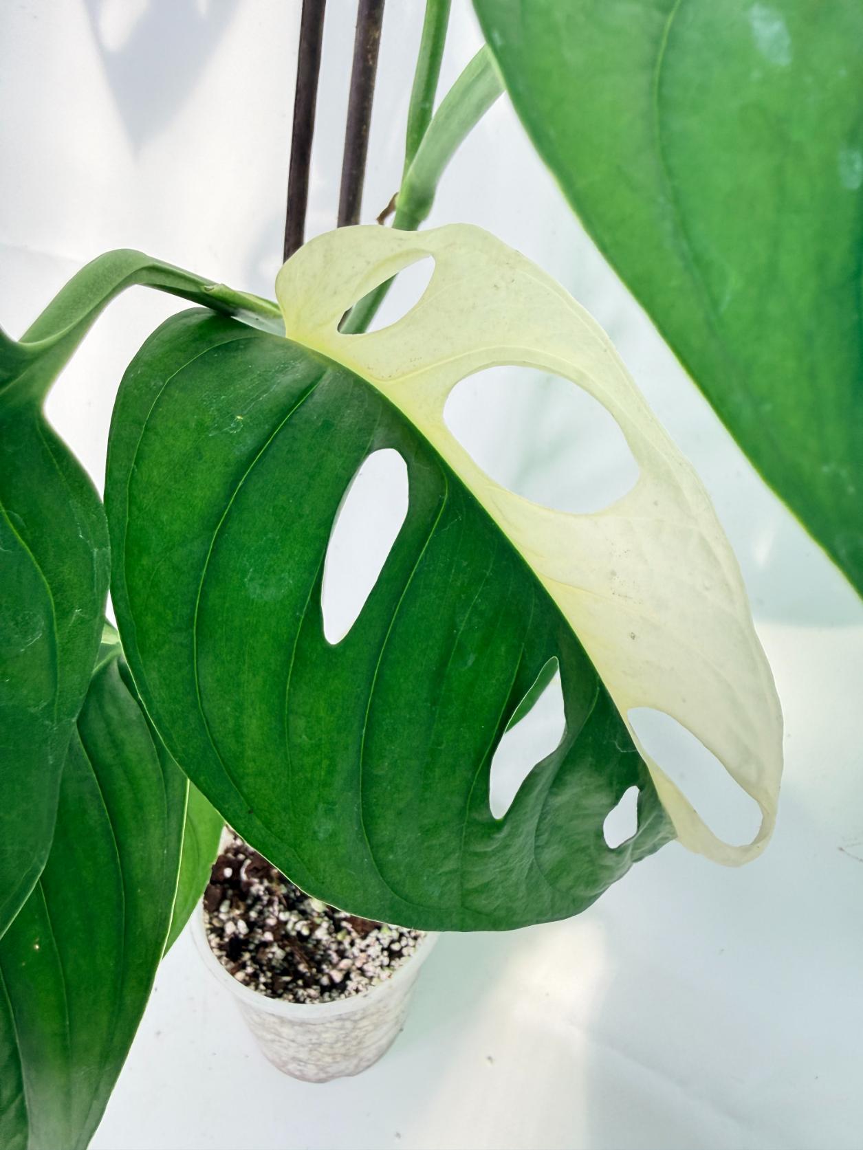 Monstera Adansonii Variegata08