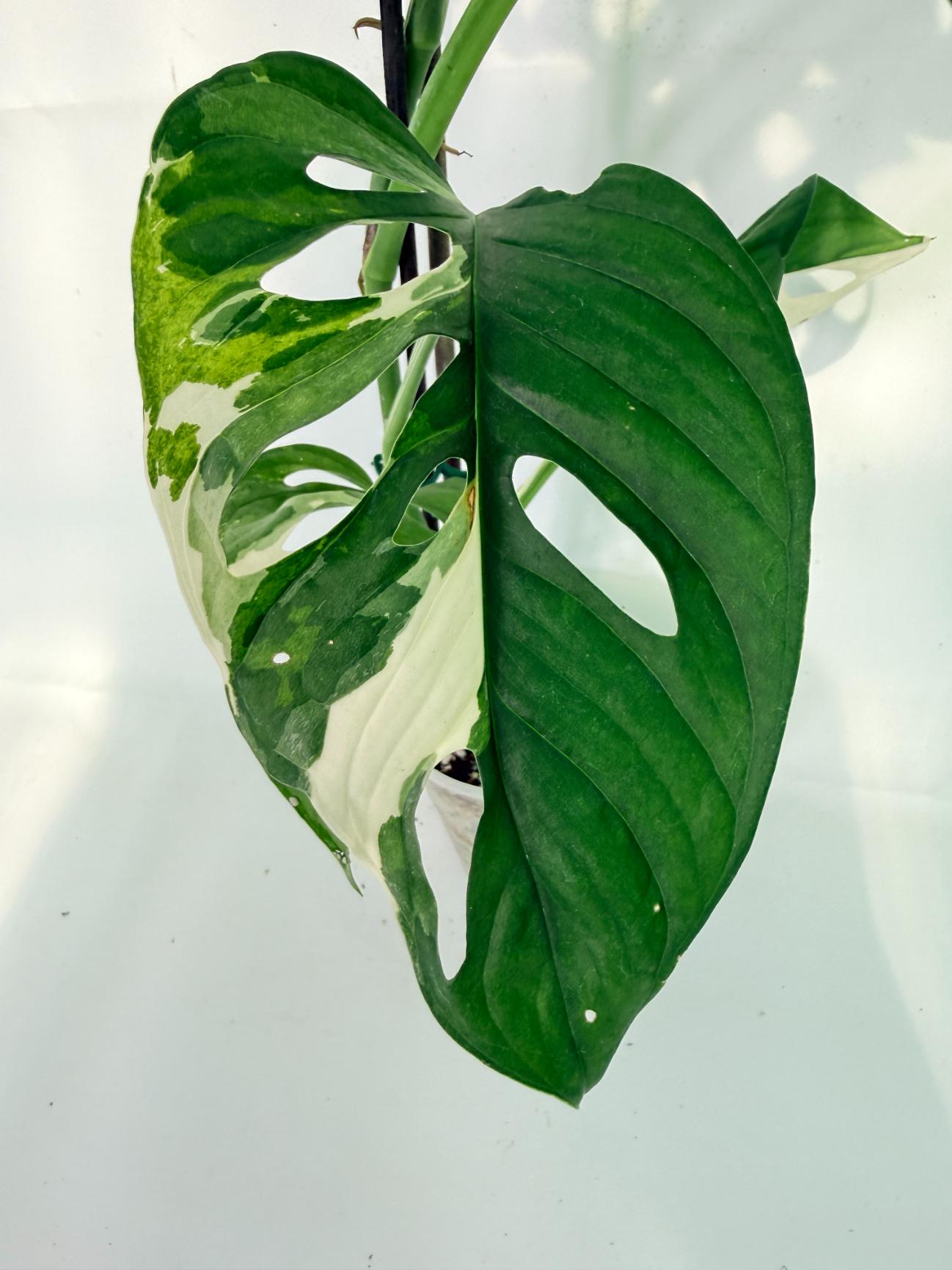 Monstera Adansonii Variegata09