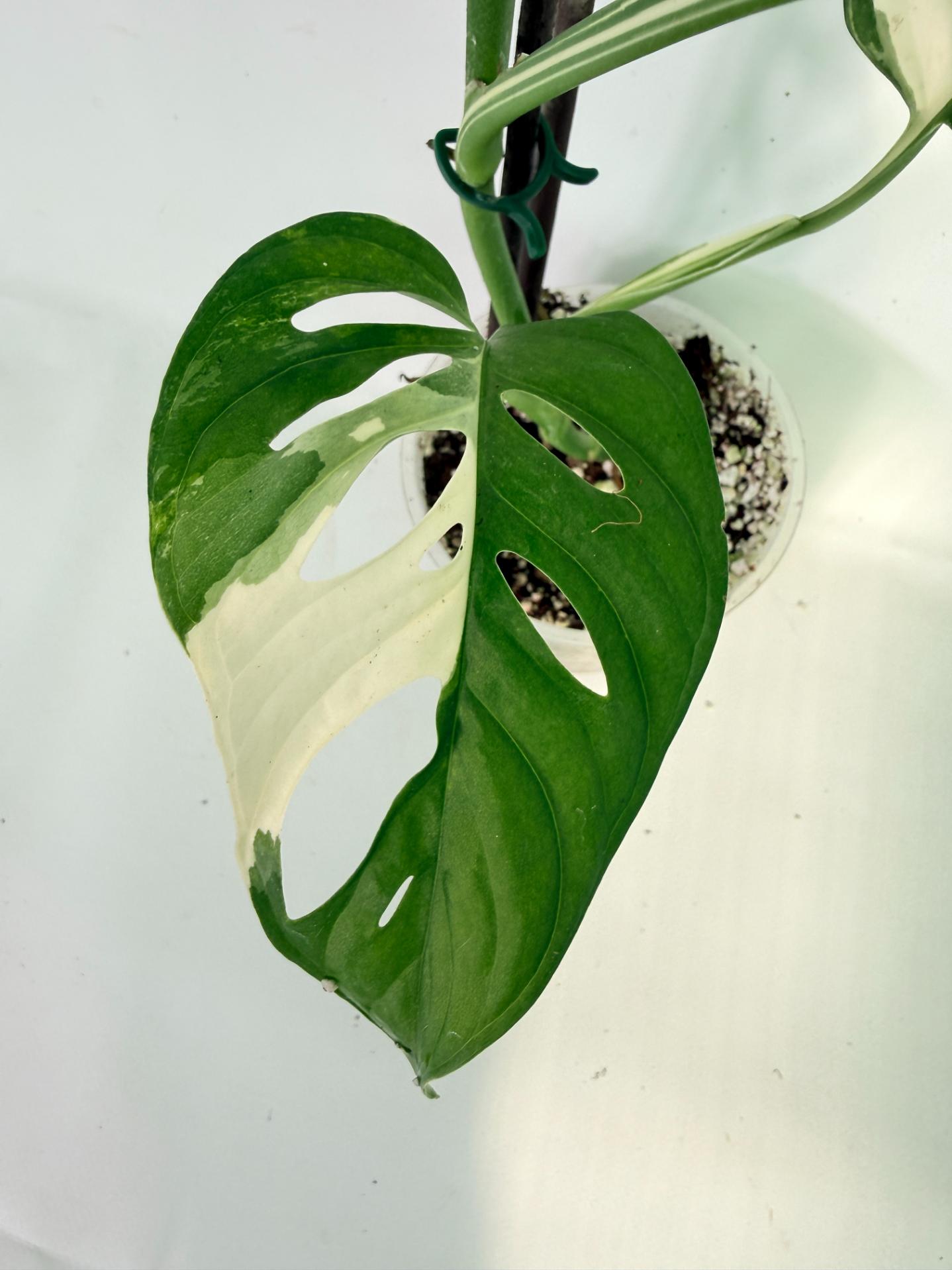 Monstera Adansonii Variegata10