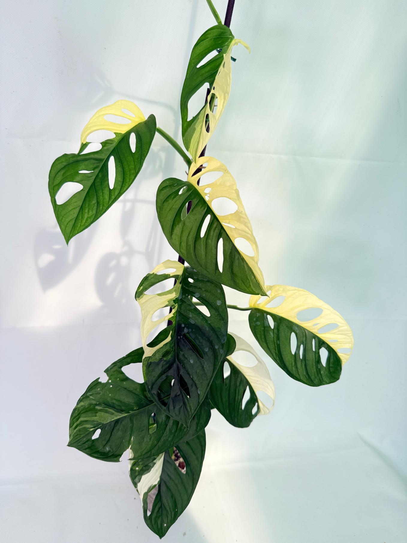 Monstera Adansonii Variegata11