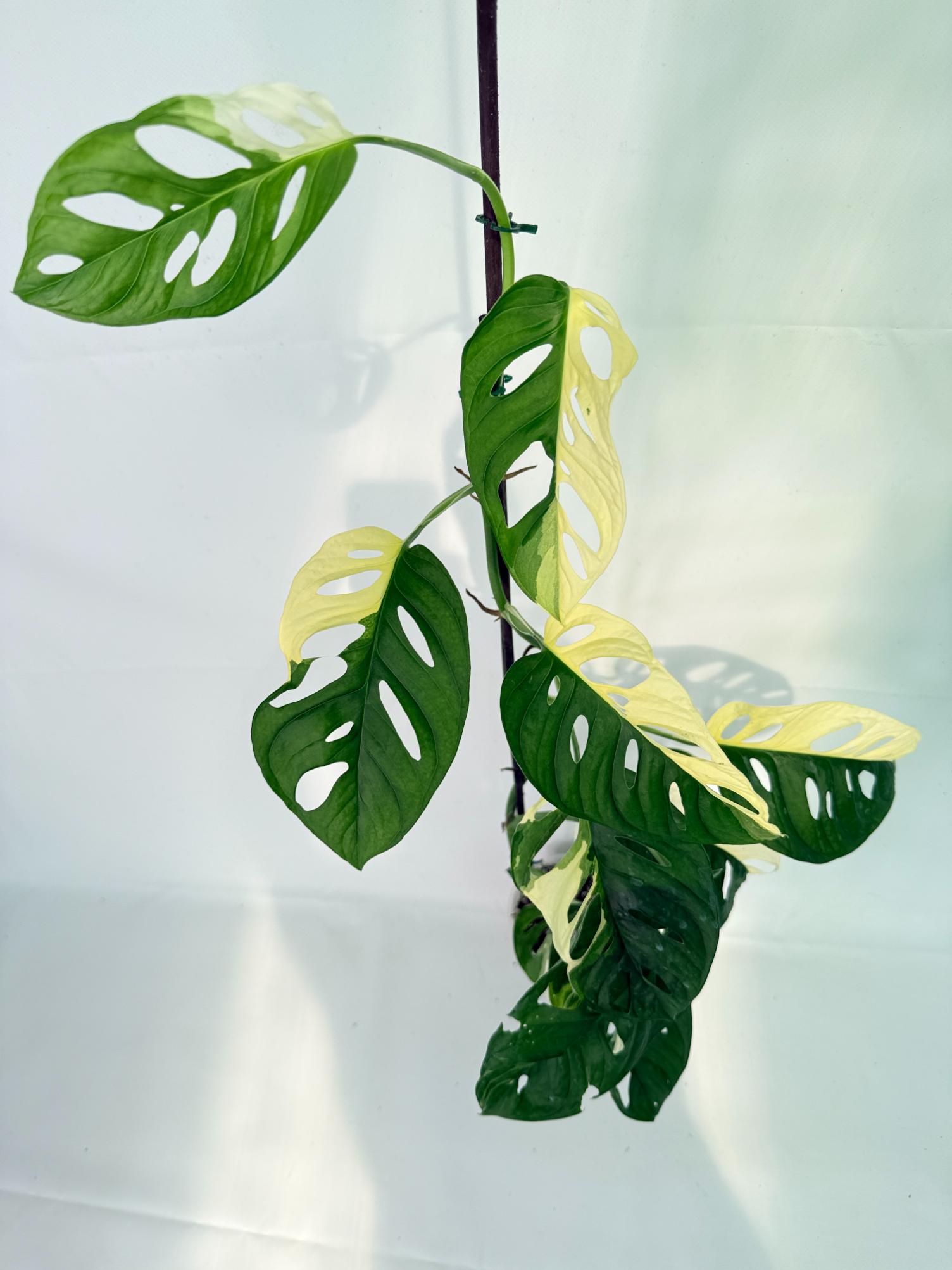 Monstera Adansonii Variegata12