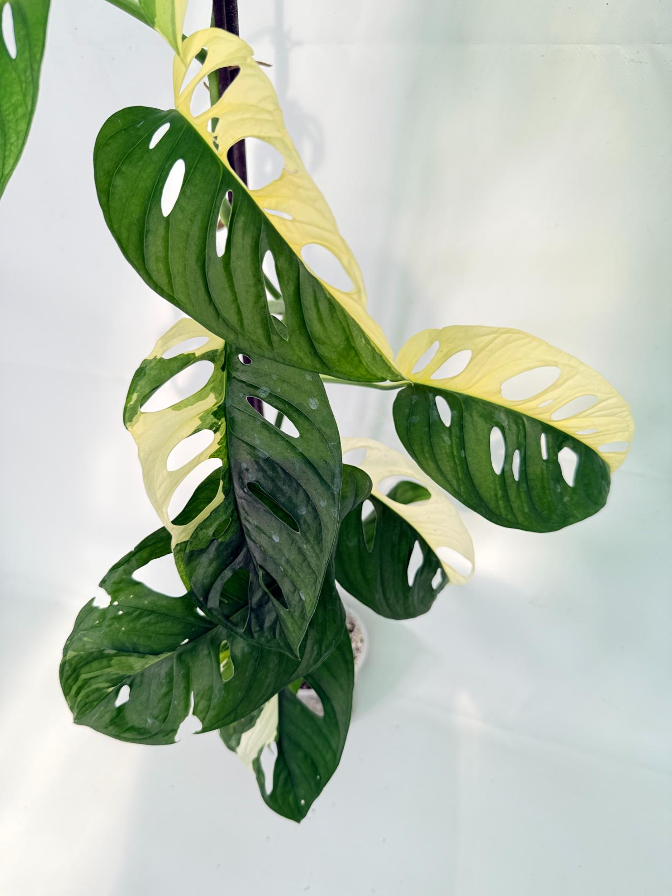 Monstera Adansonii Variegata13