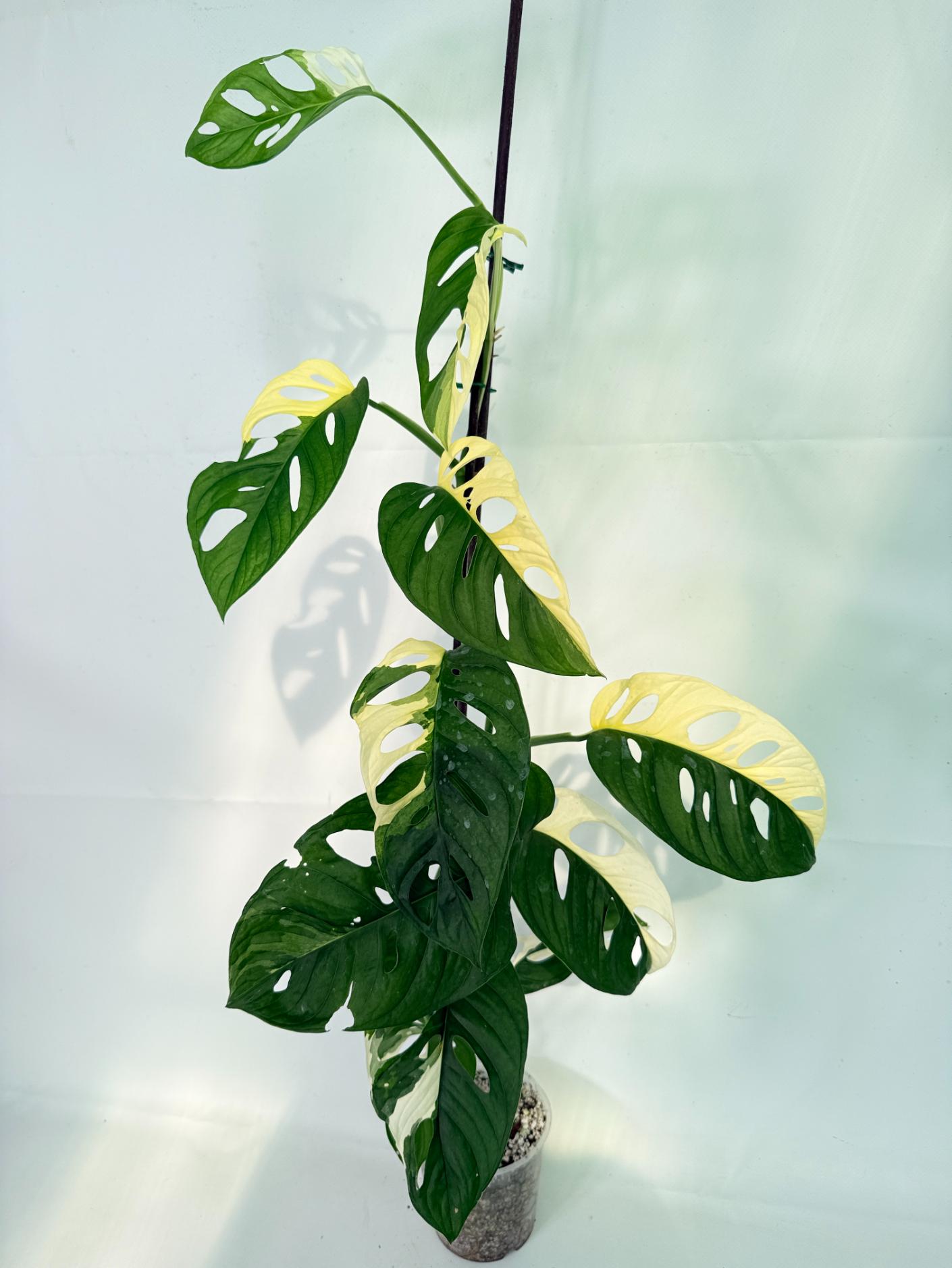 Monstera Adansonii Variegata 01