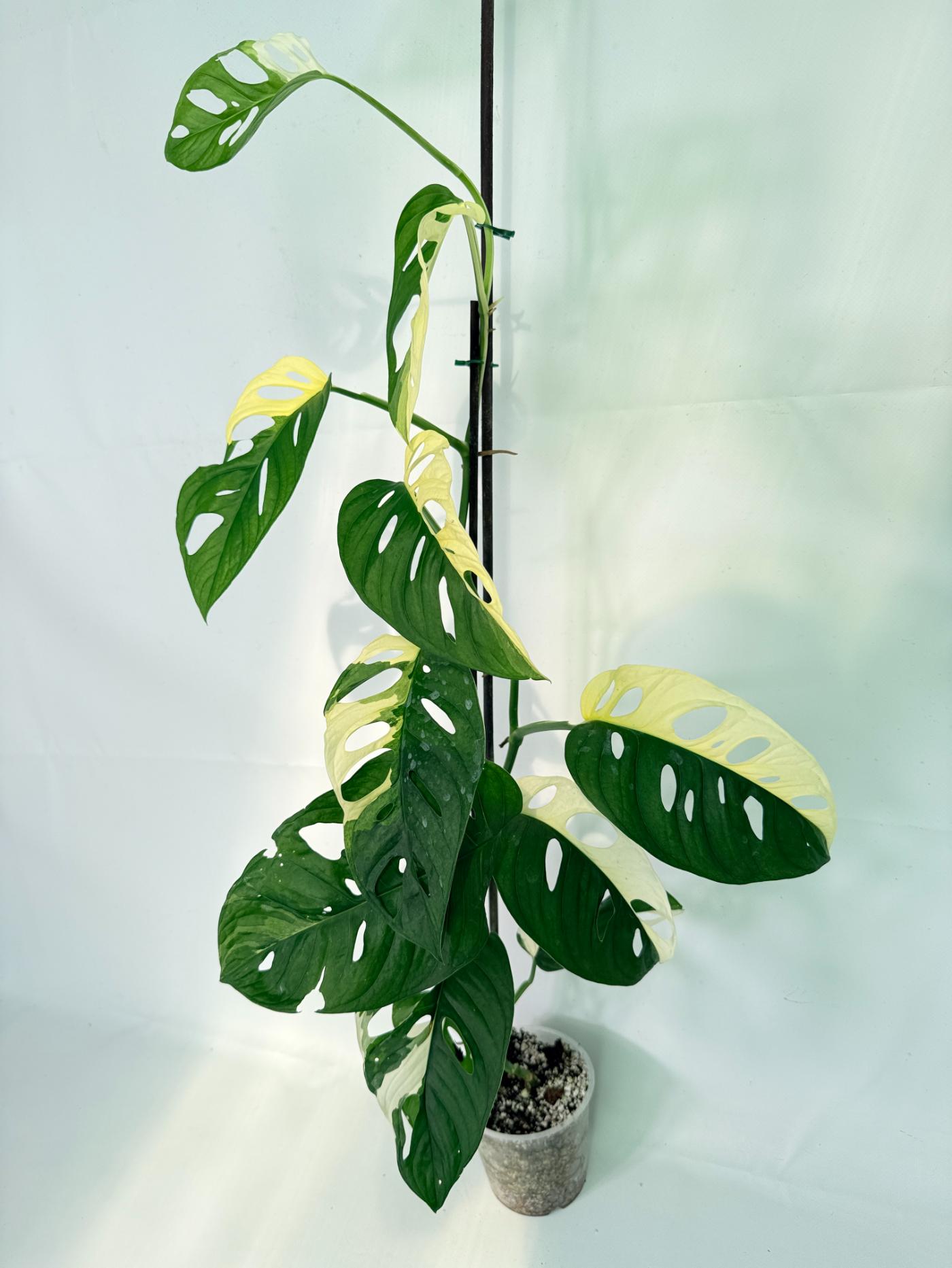 Monstera Adansonii Variegata02